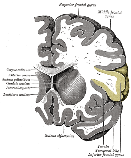 Gyrus frontalis inferior