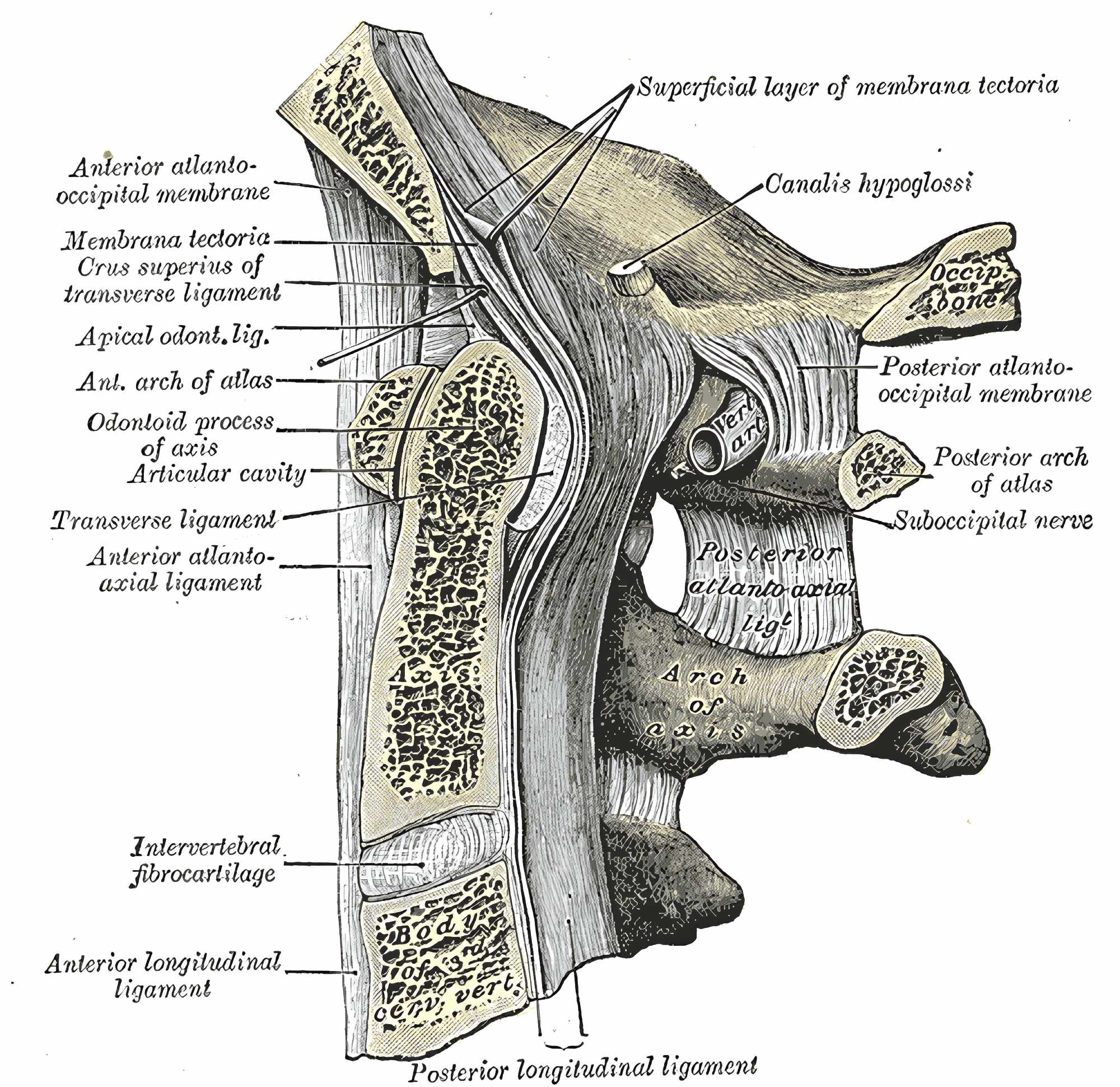 Ligamentum apicale