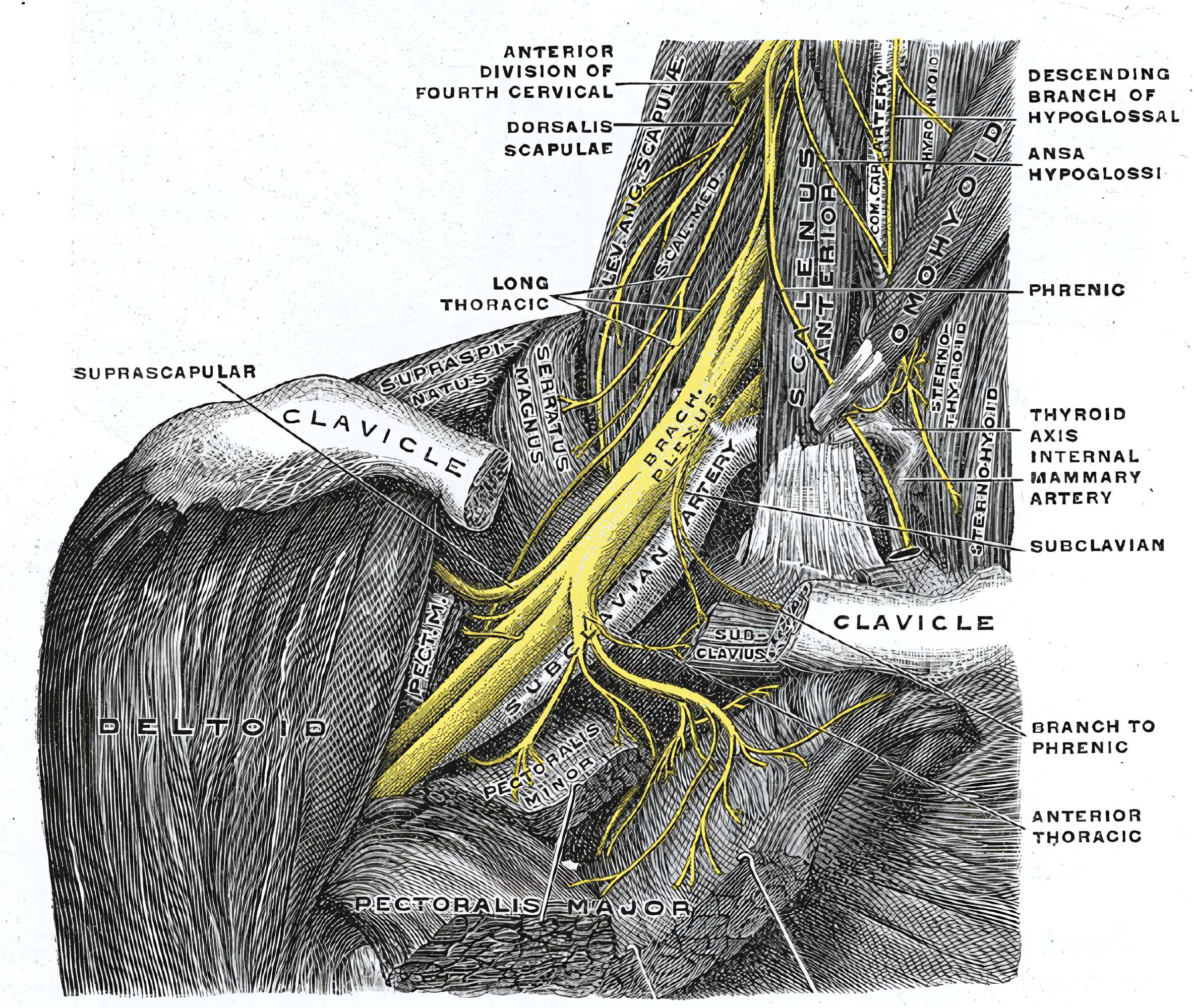 Nervus phrenicus Grays Anatomy