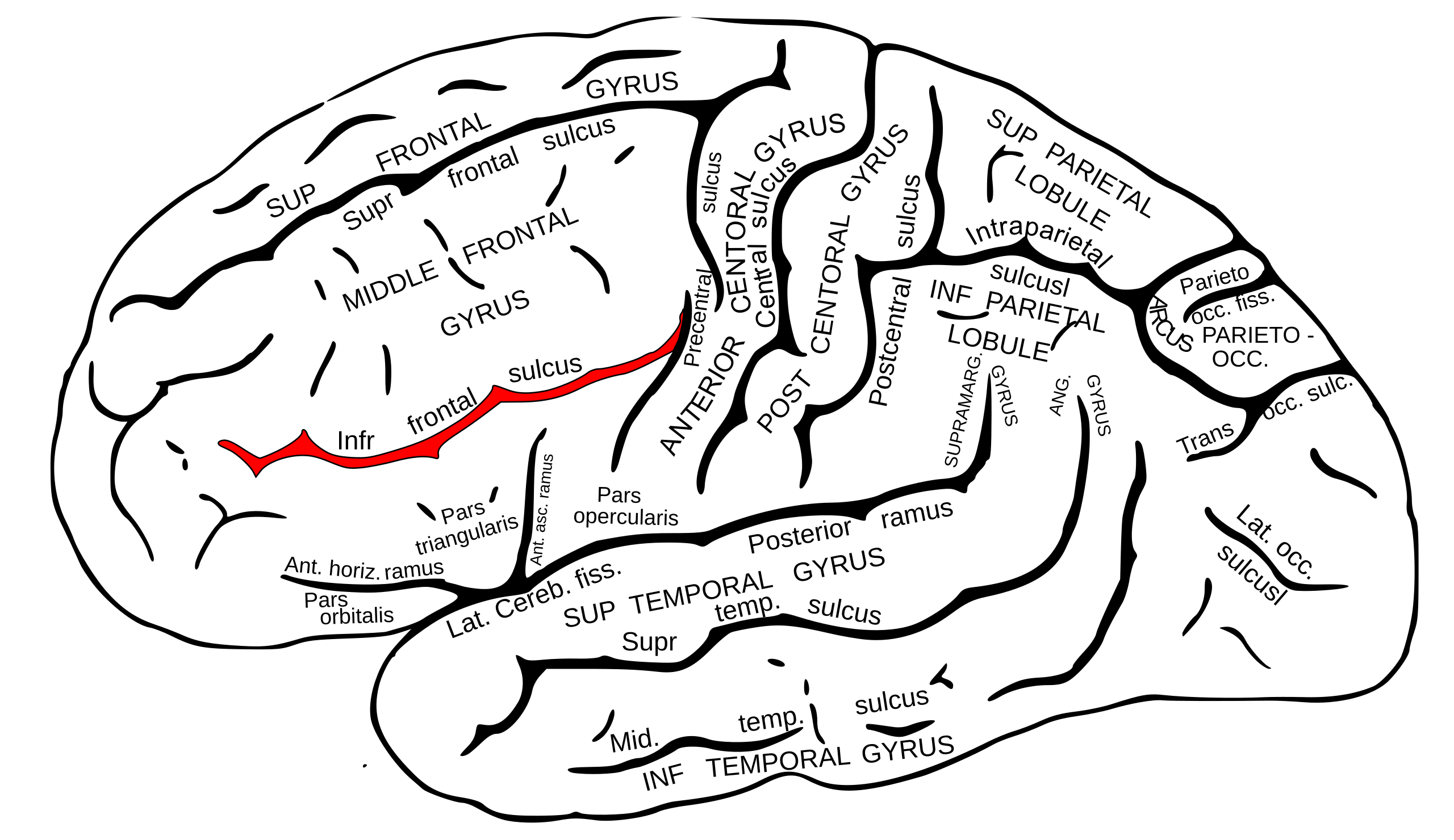 Sulcus frontalis inferior