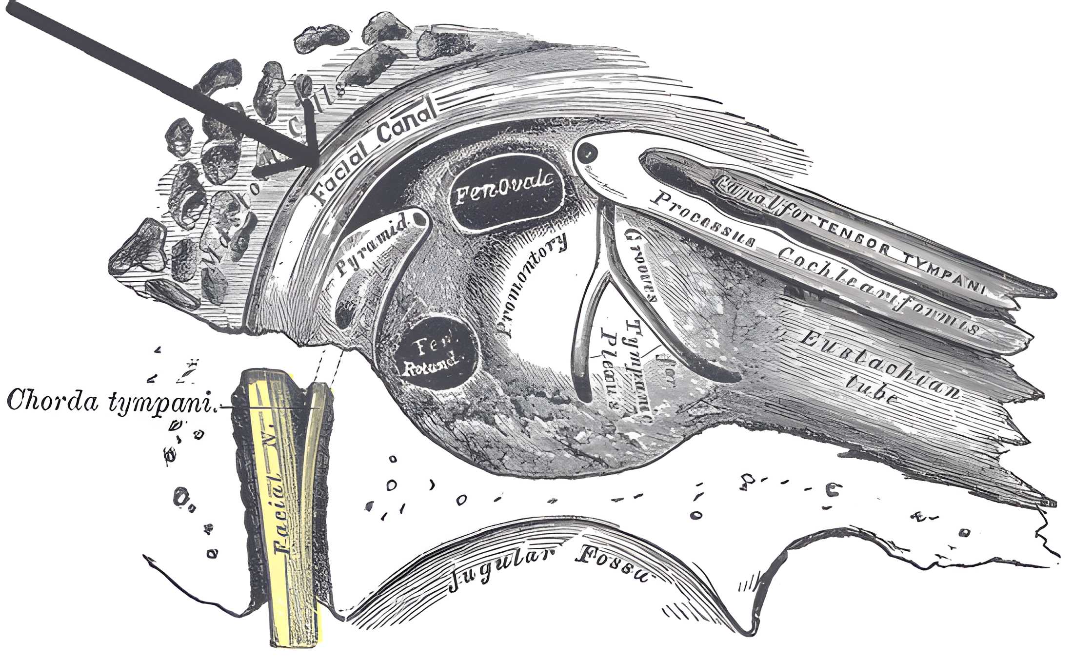 Canalis nervi facialis