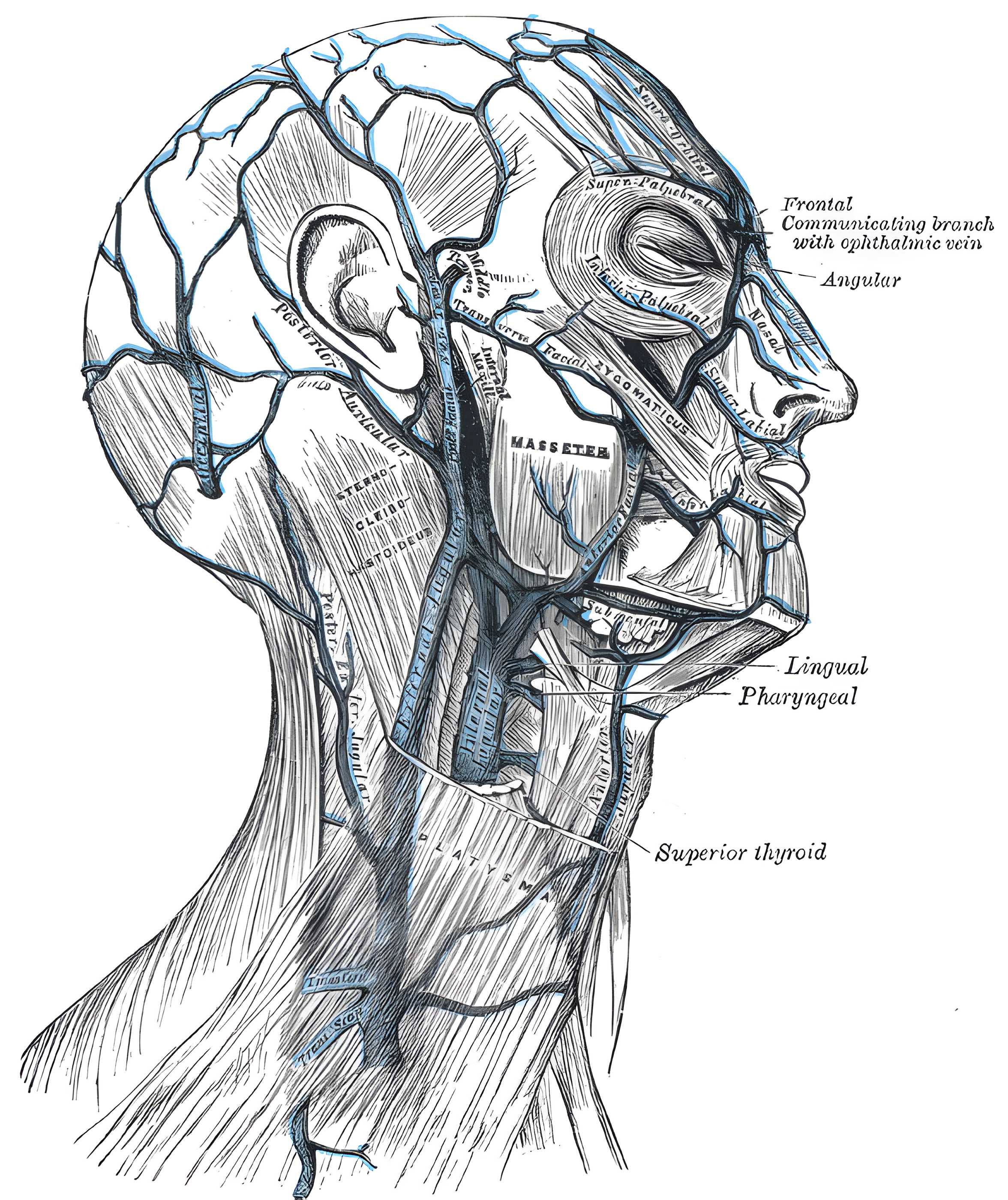 Veins of the face