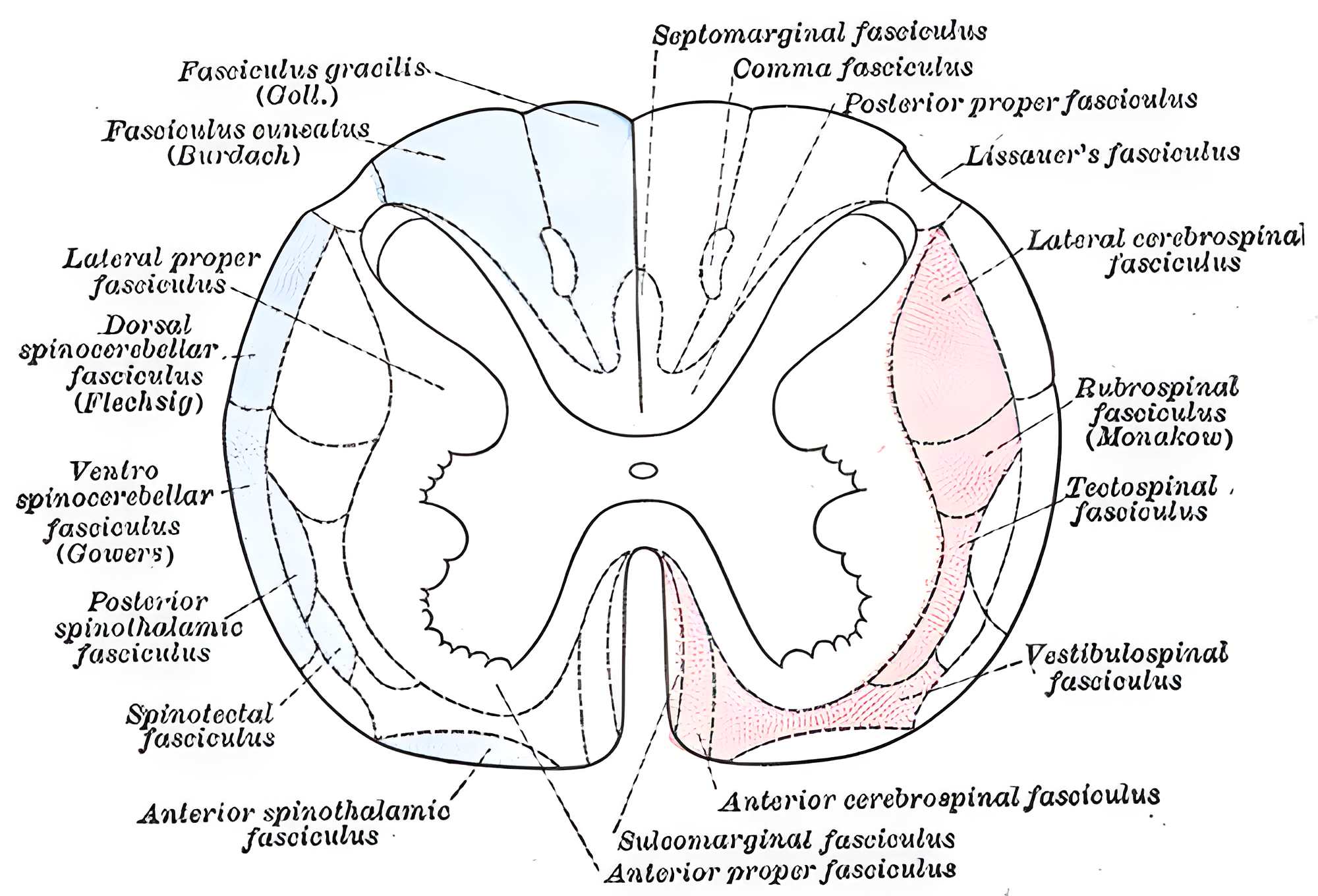 Rückenmark axial