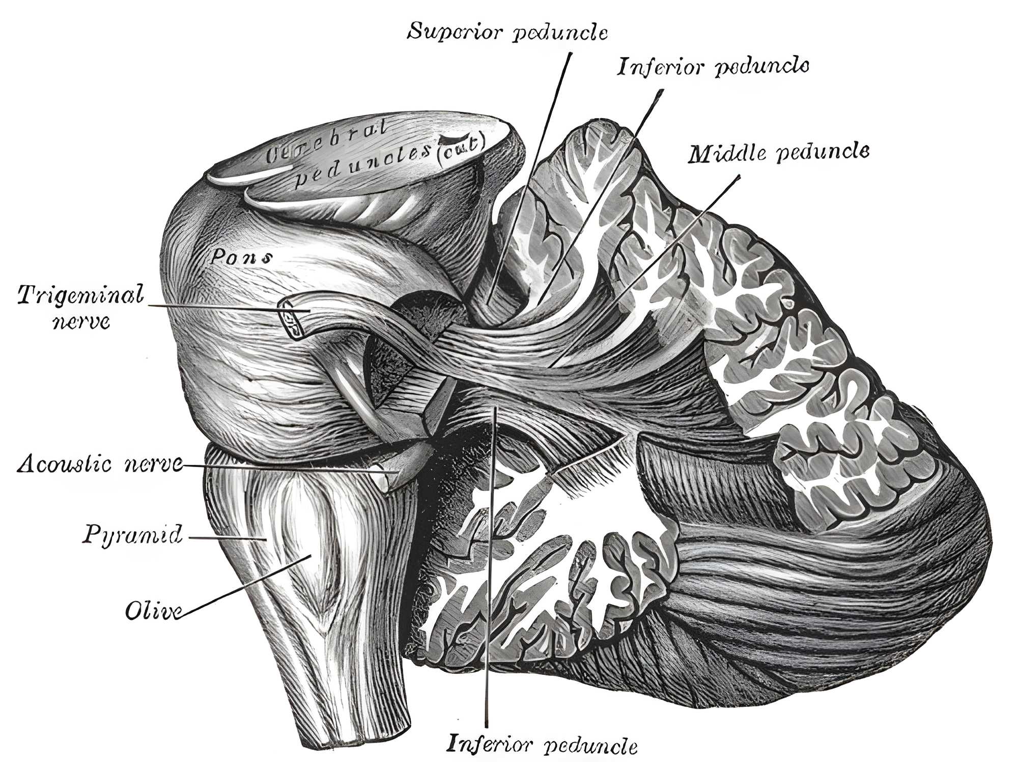 Pedunculus cerebelli