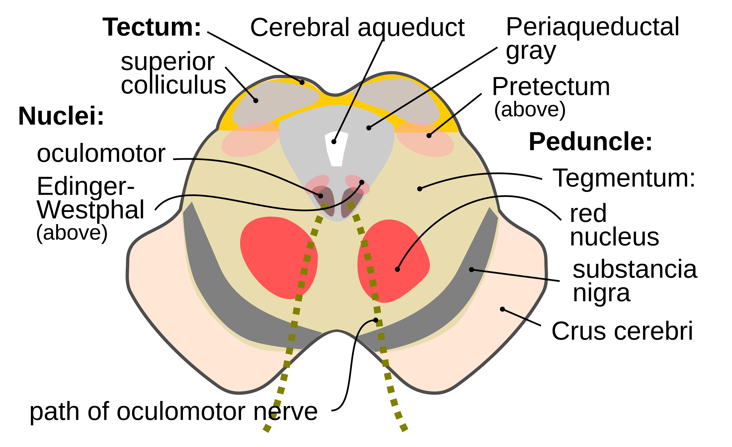 Midbrain