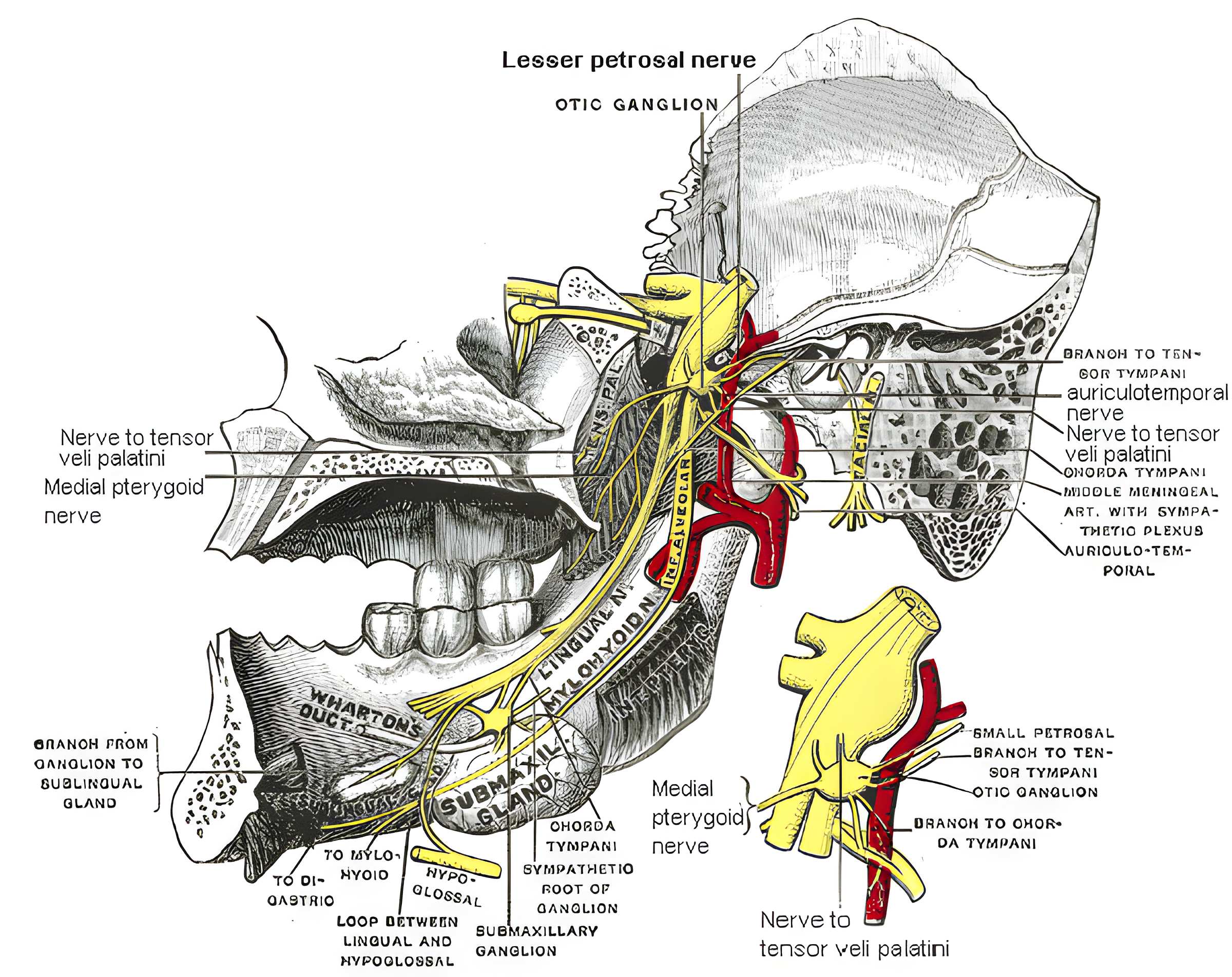 Mandibular Nerve Ars Neurochirurgica