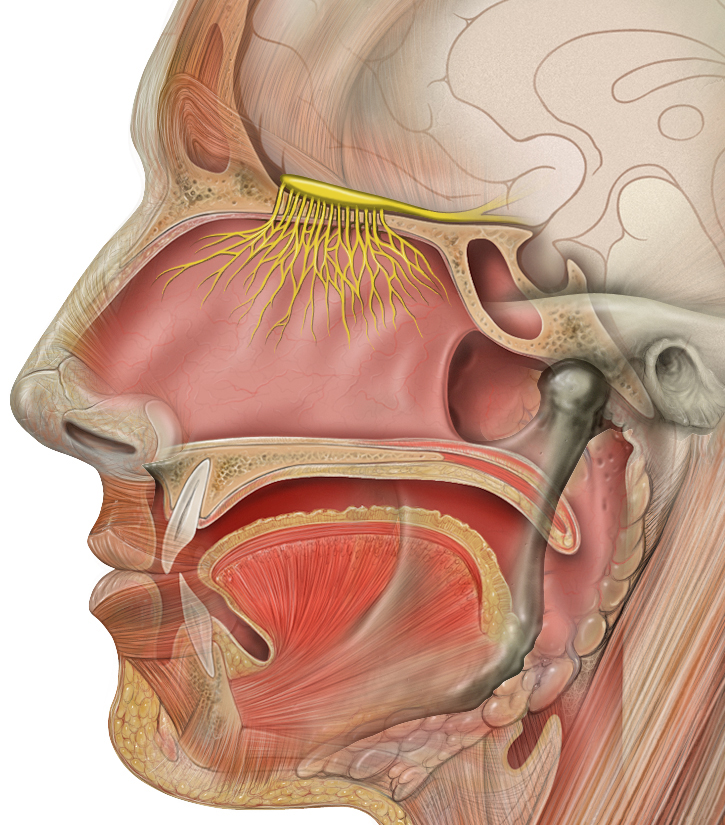 Nervus olfactorius