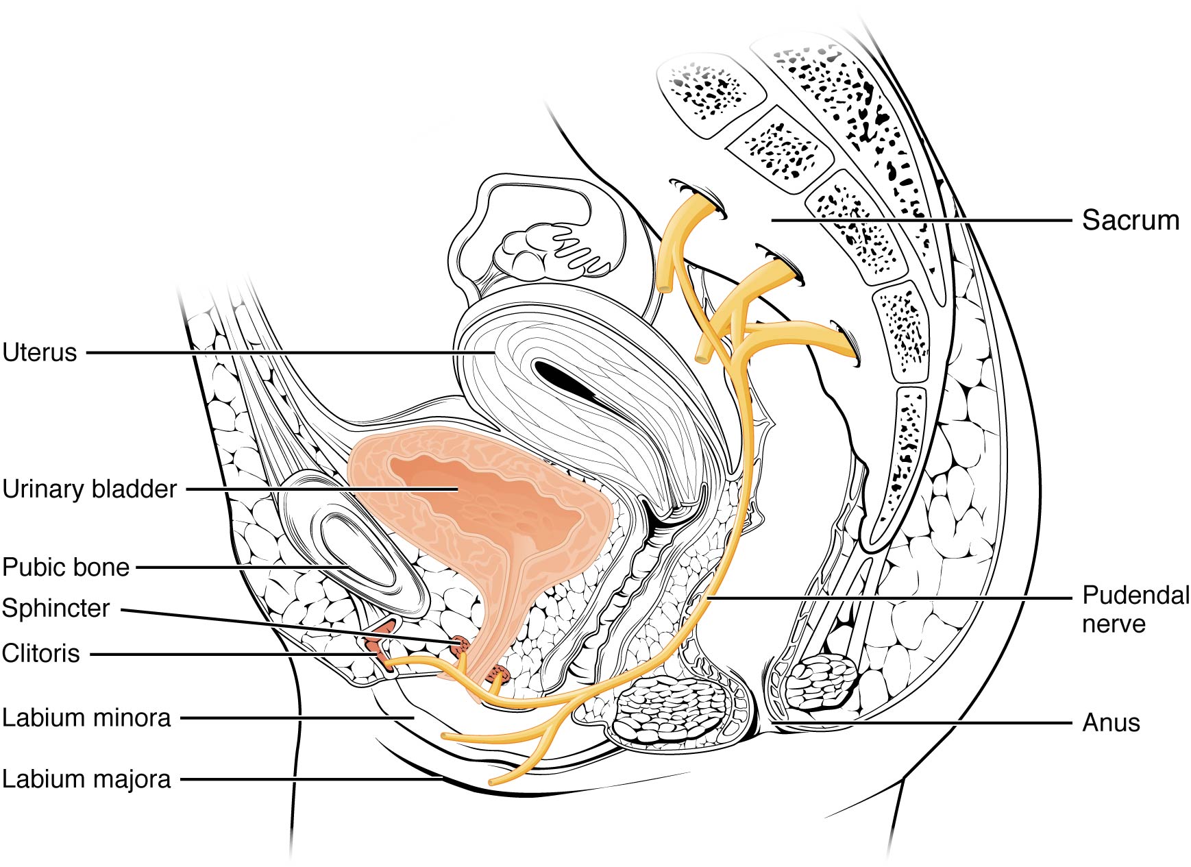 Pudendal nerve