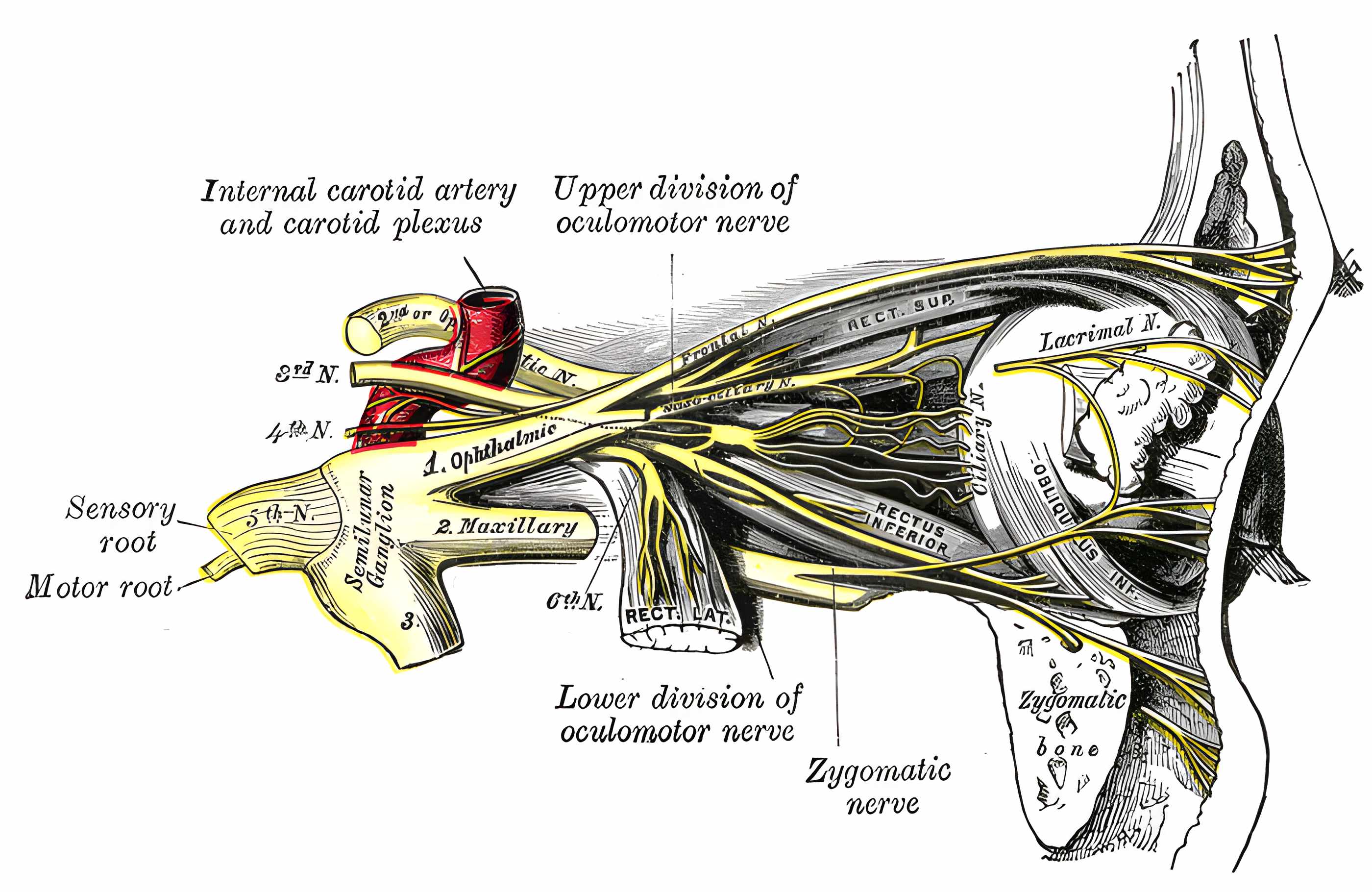 Nerven der Orbita