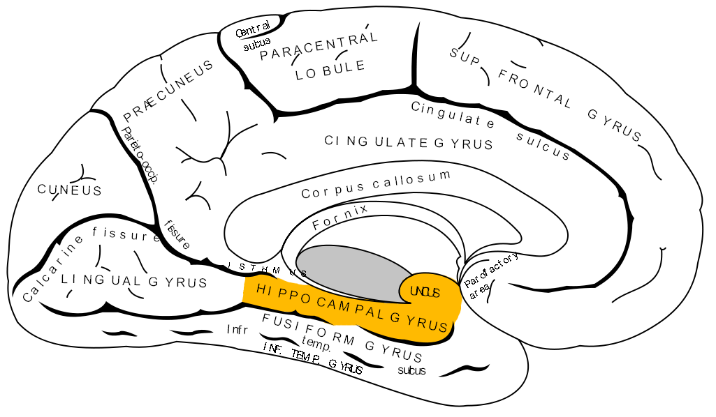Gyrus parahippocampalis