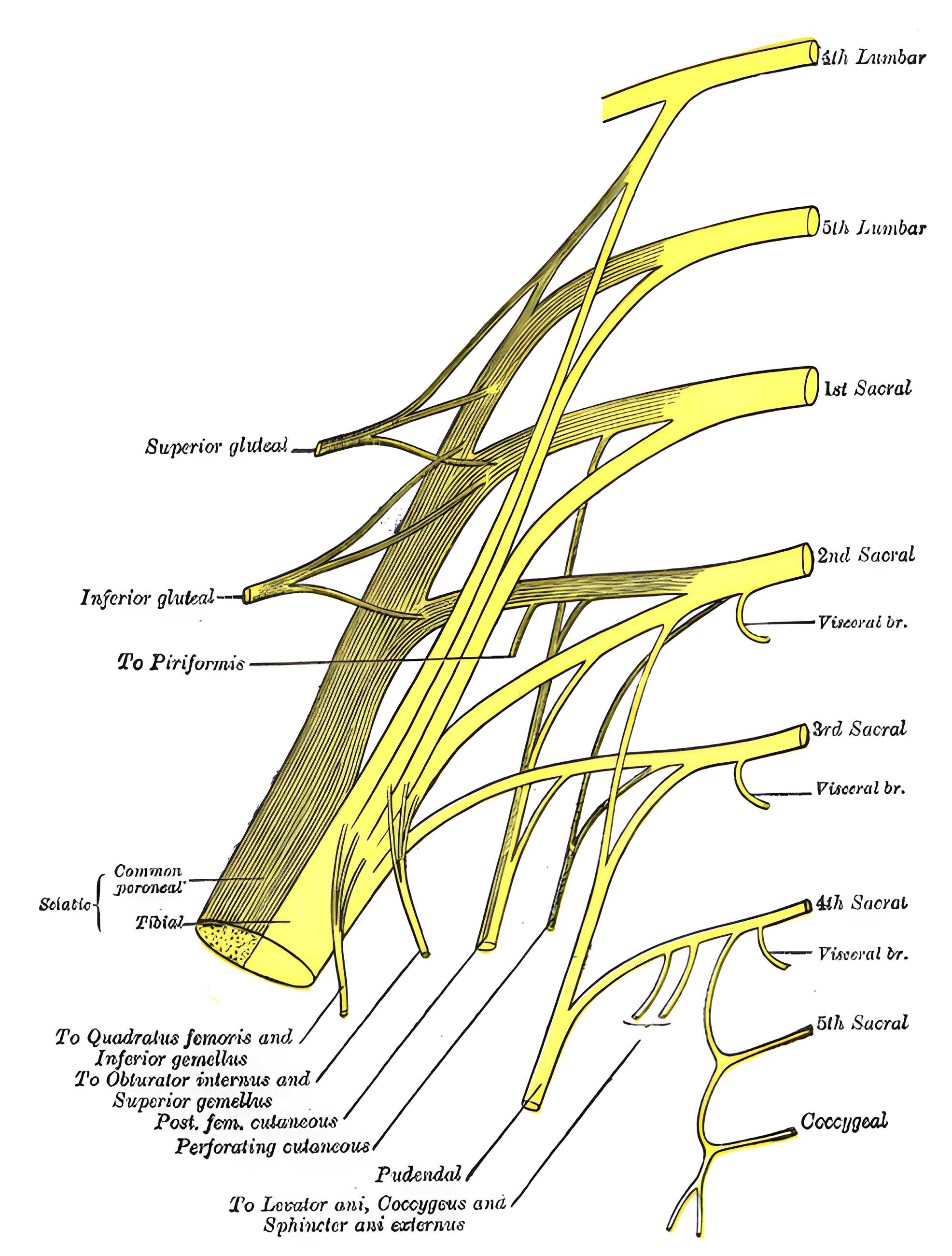 Plexus sacralis