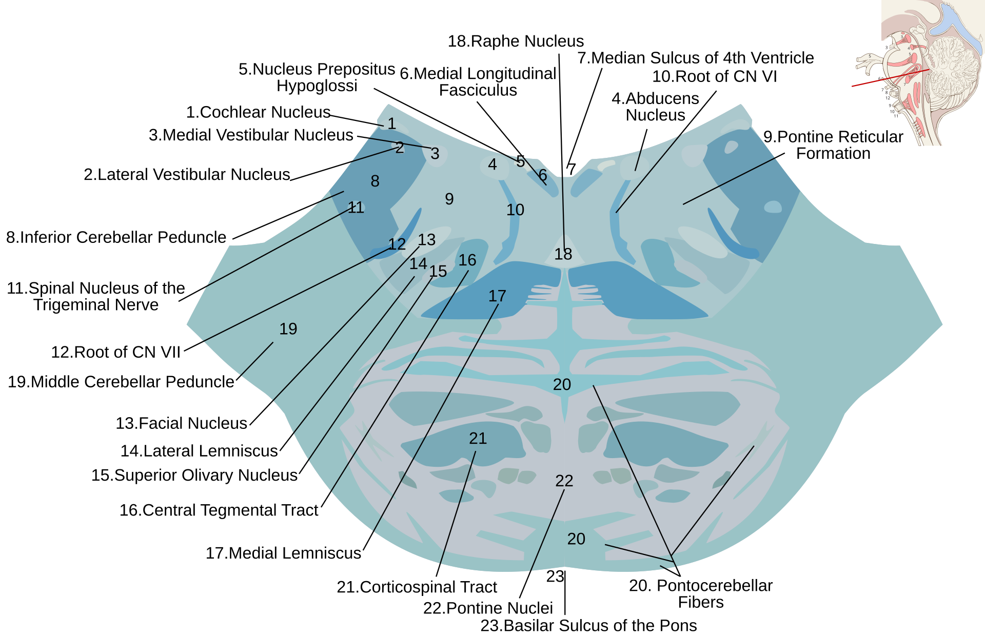 Schematische Illustration Pons