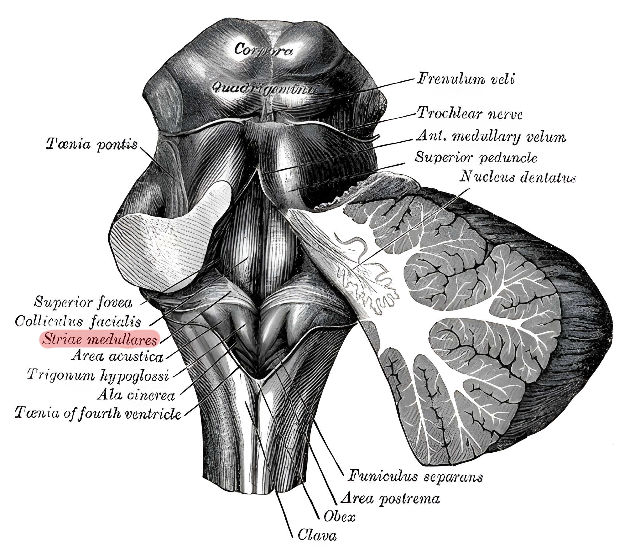 Striae medullares ventriculi quarti