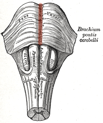 Basilar sulcus