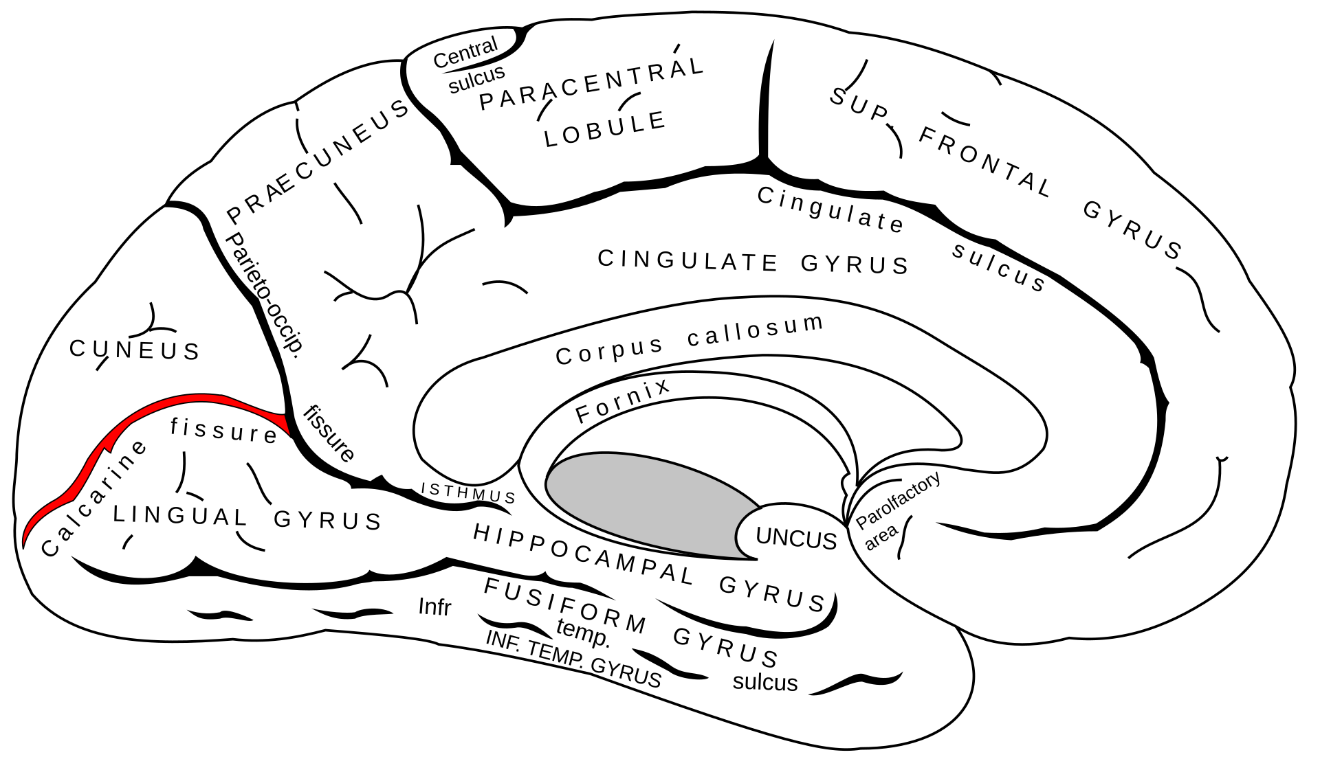 Sulcus calcarinus