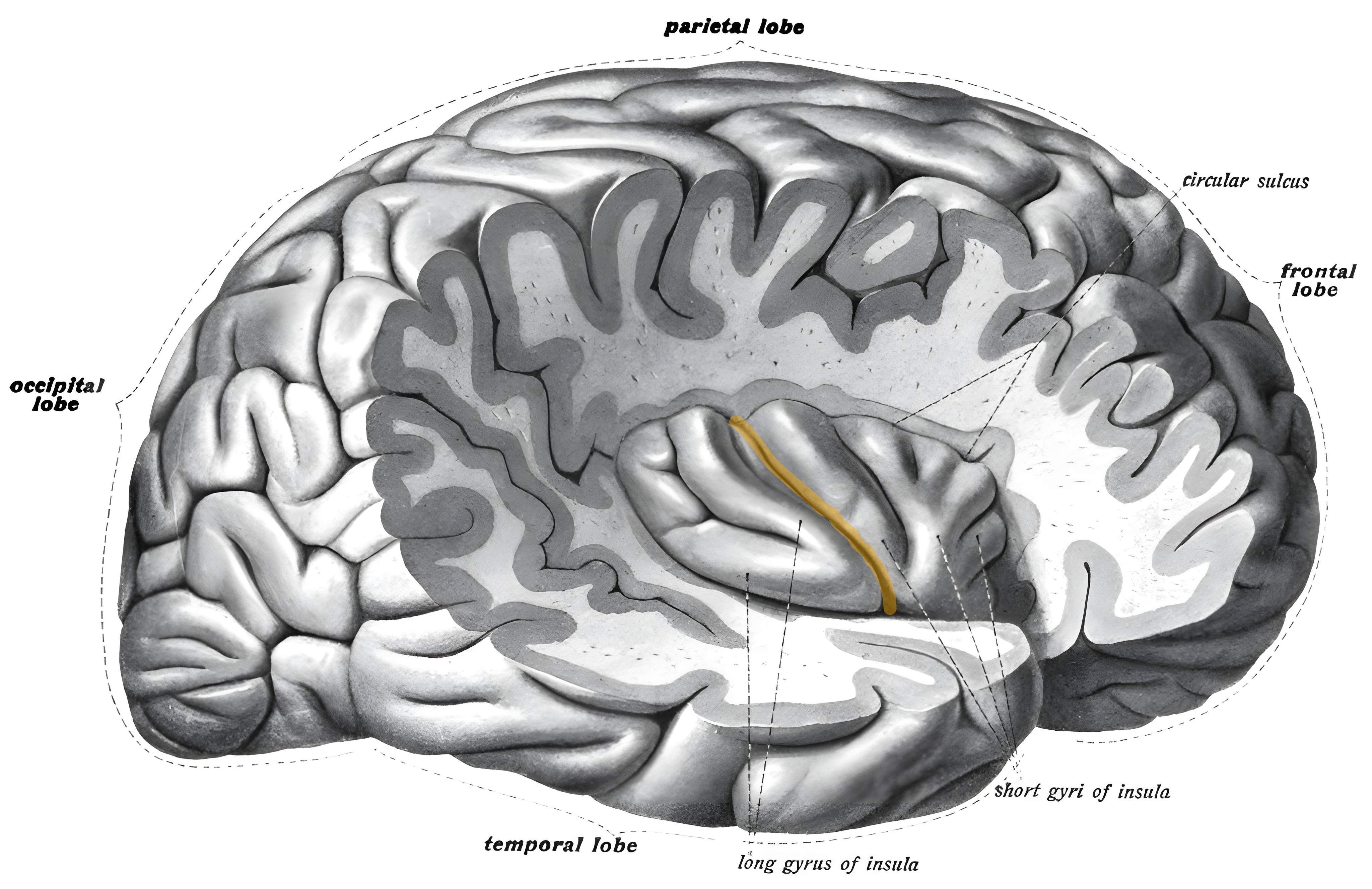 Sulcus centralis insulae