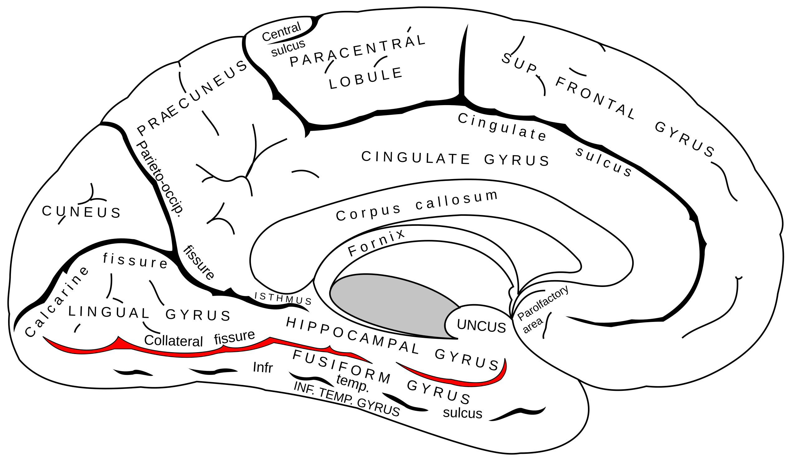 Sulcus collateralis