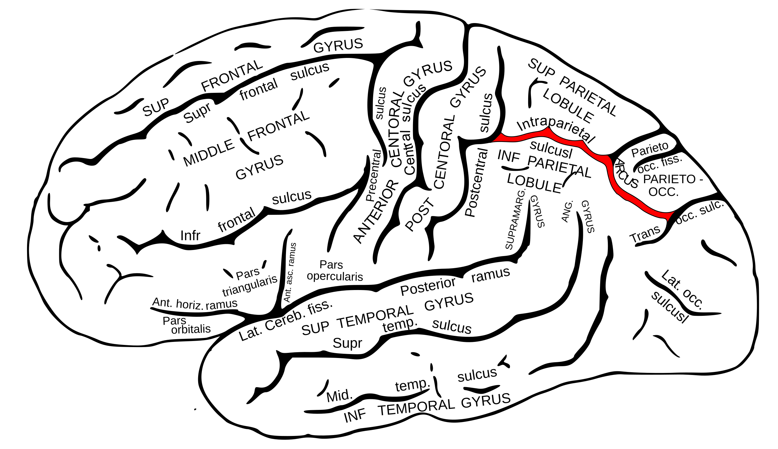 Sulcus intraparietalis