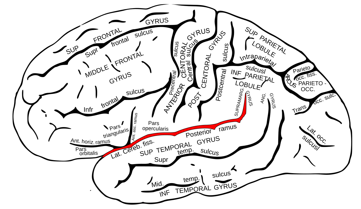 Lateral sulcus
