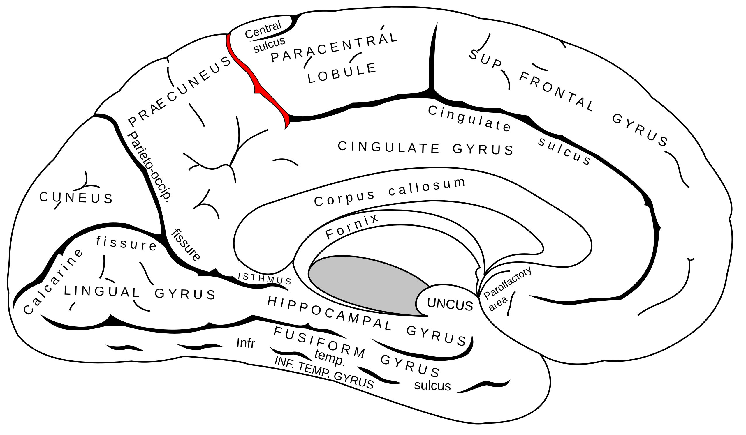 Marginal sulcus