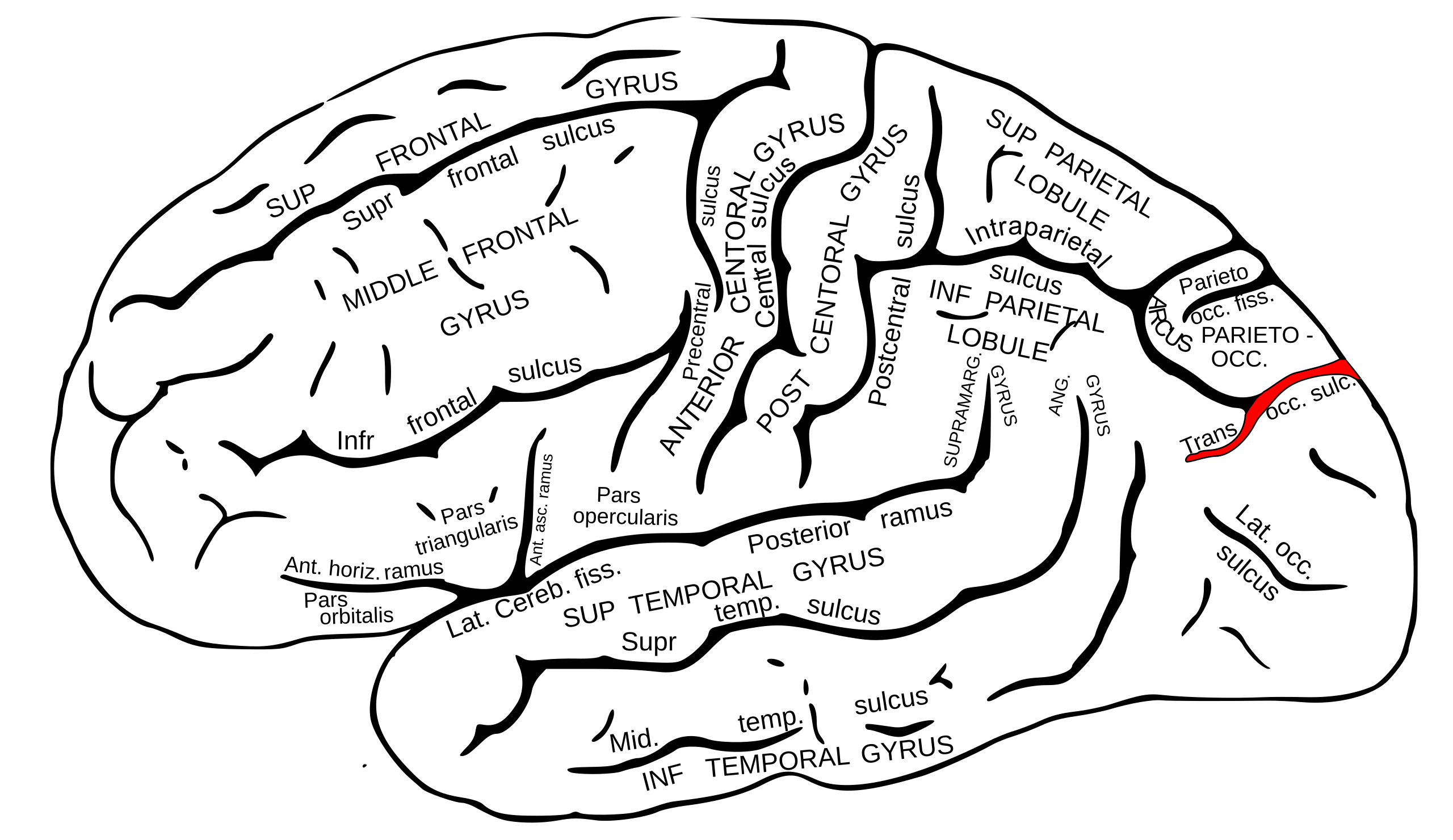 Sulcus occipitalis transversus