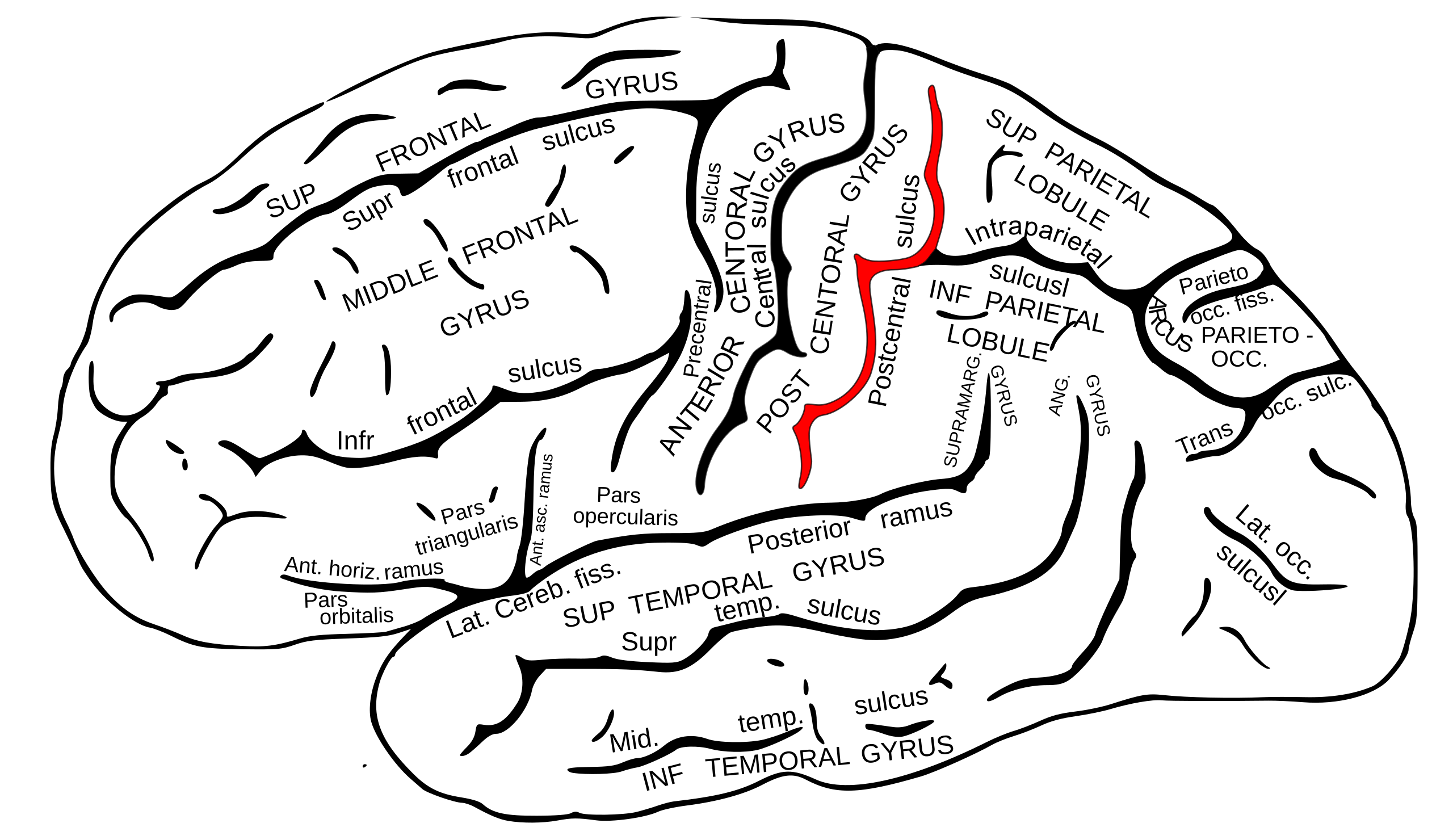 Postcentral sulcus