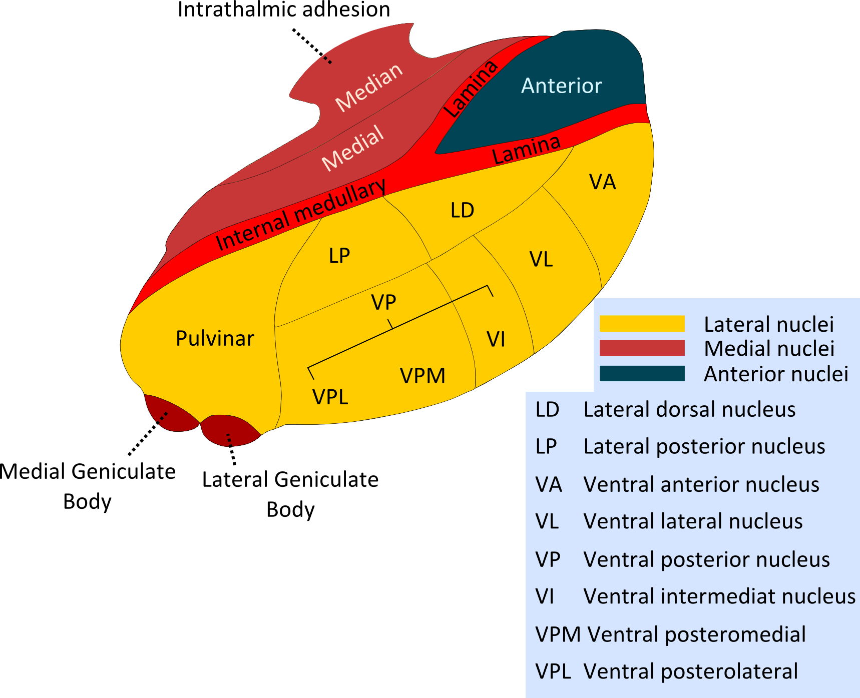 Kerngebiete Thalamus