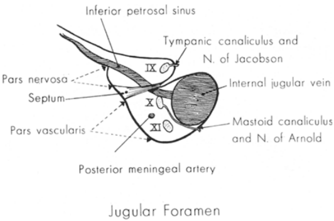 Schematische Darstellung der anatomischen Inhalte des Foramen jugulare