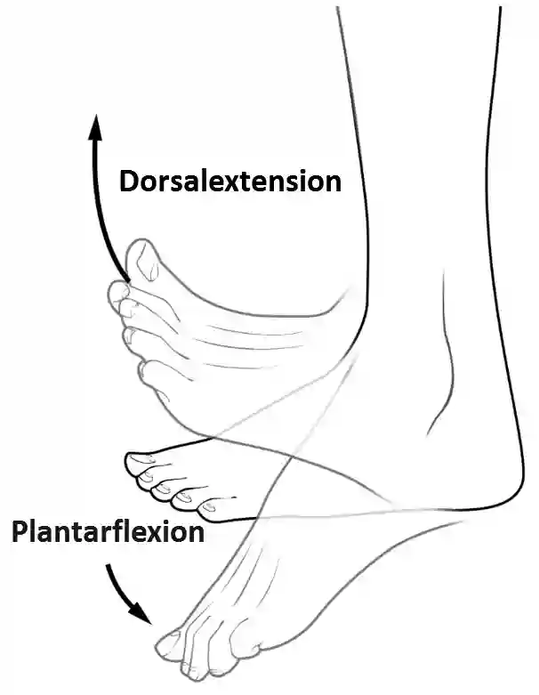 Dorsalextension und Plantarflexion