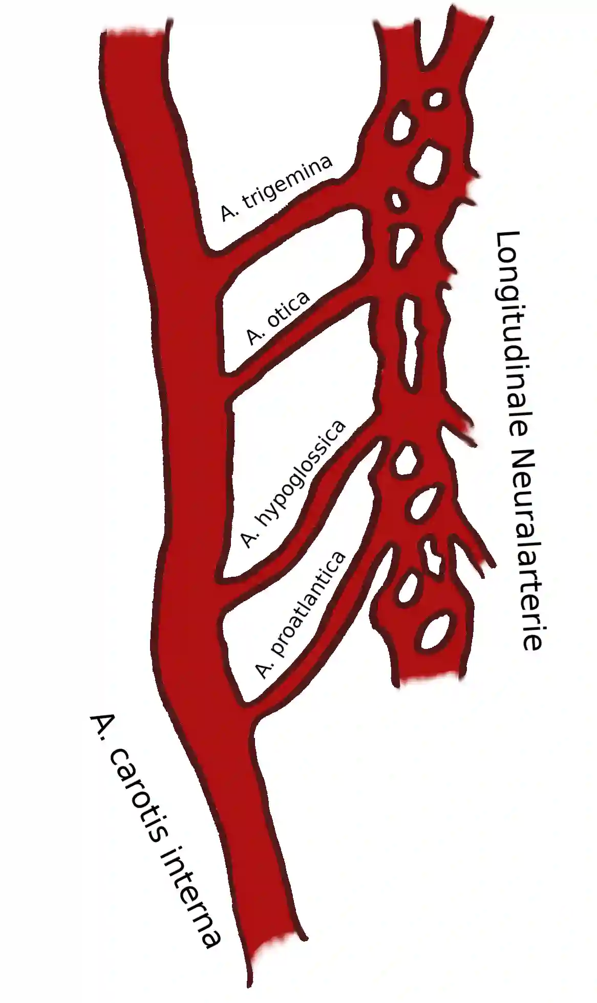 Primitive karotido-basiläre Anastomosen