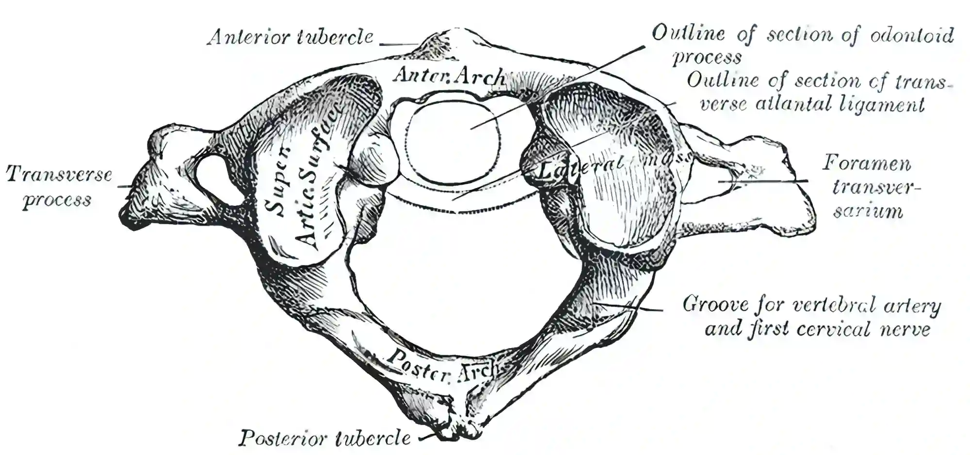 Atlas Halswirbelsäule
