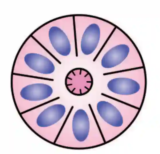 Schematische Darstellung Flexner-Wintersteiner Rosette