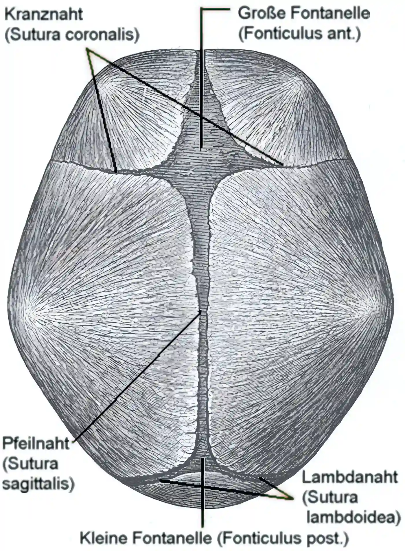 Schematische Darstellung Fontanellen