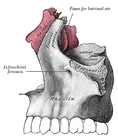 Foramen infraorbitale