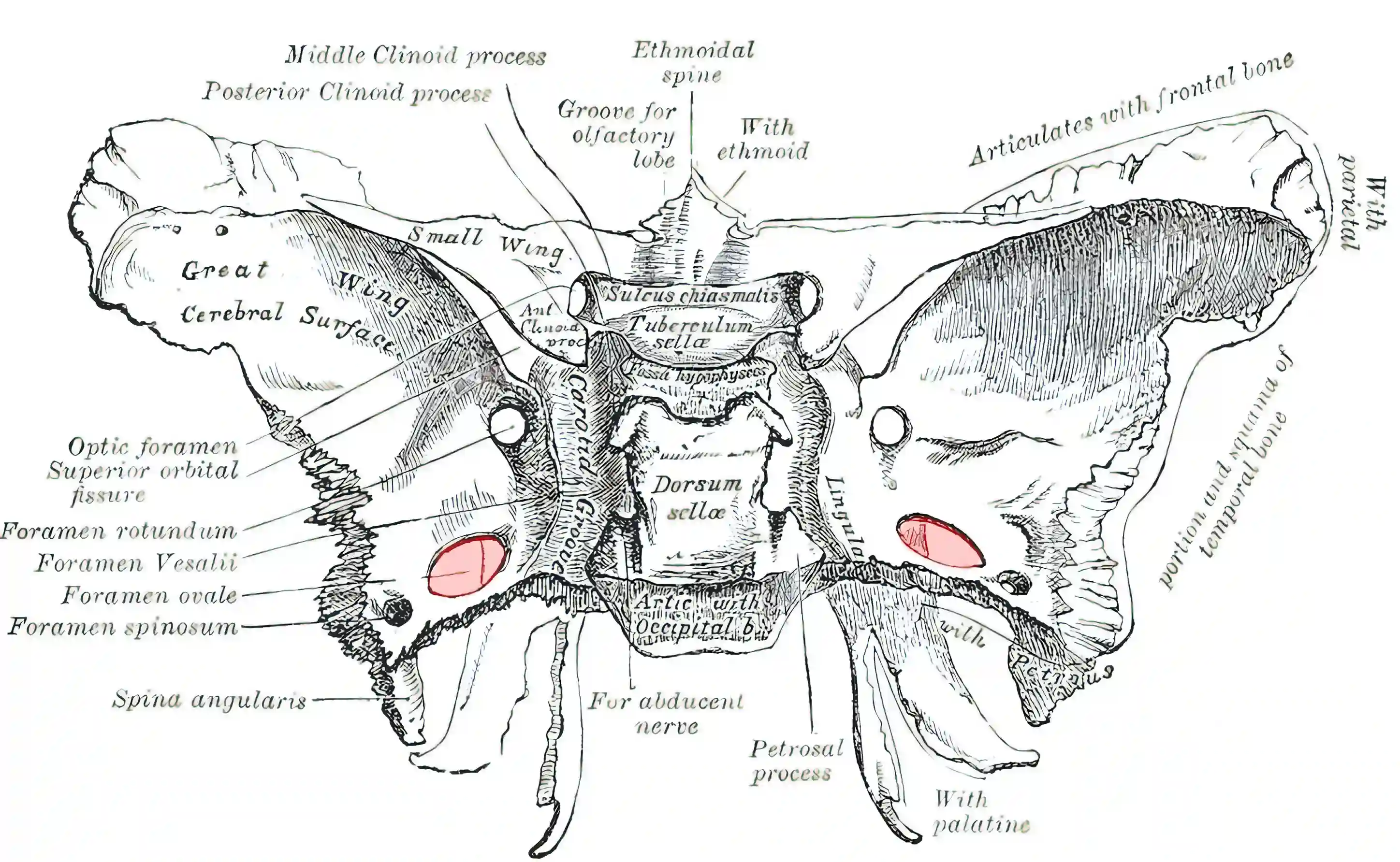 Foramen ovale schematisch