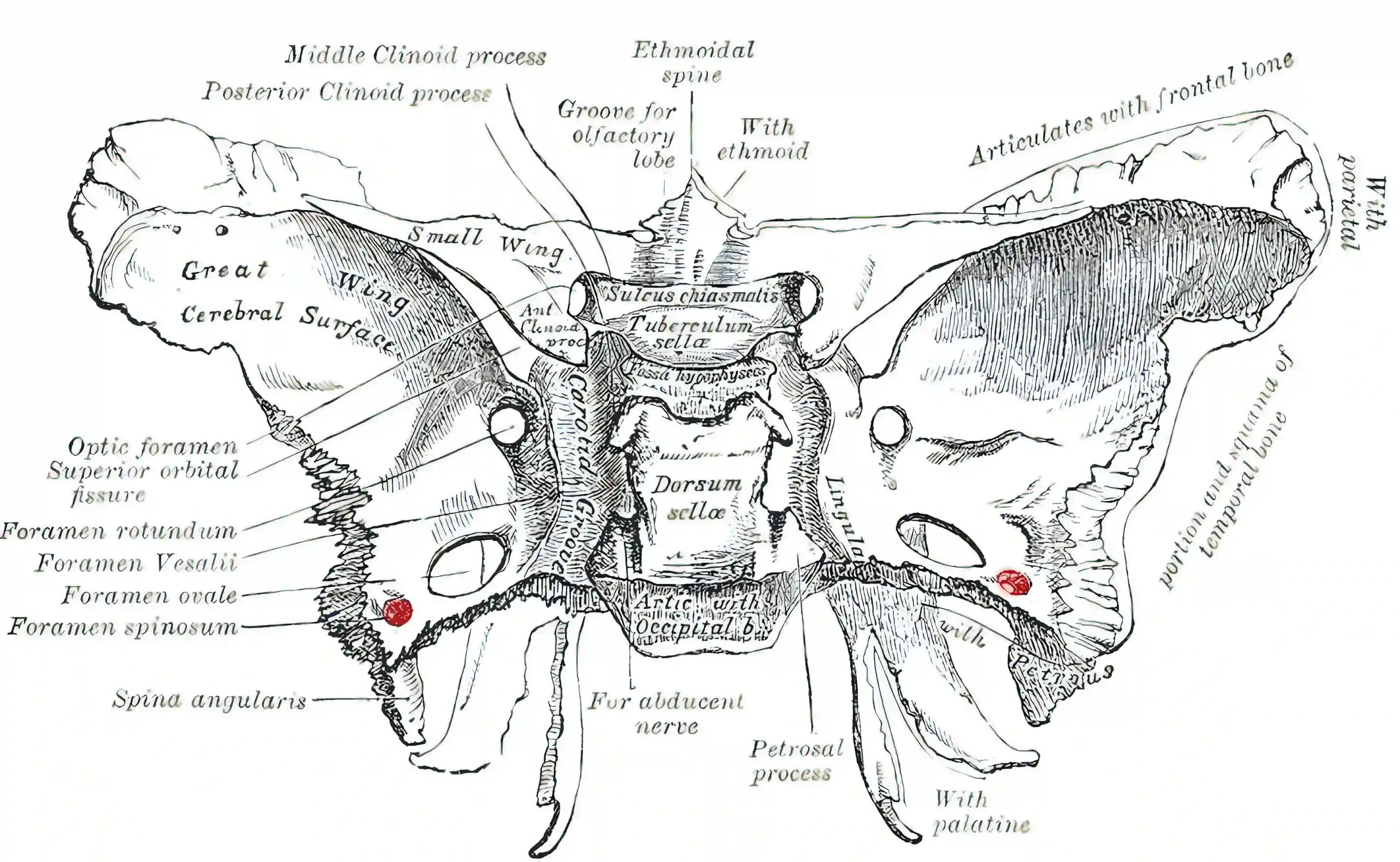 Foramen spinosum