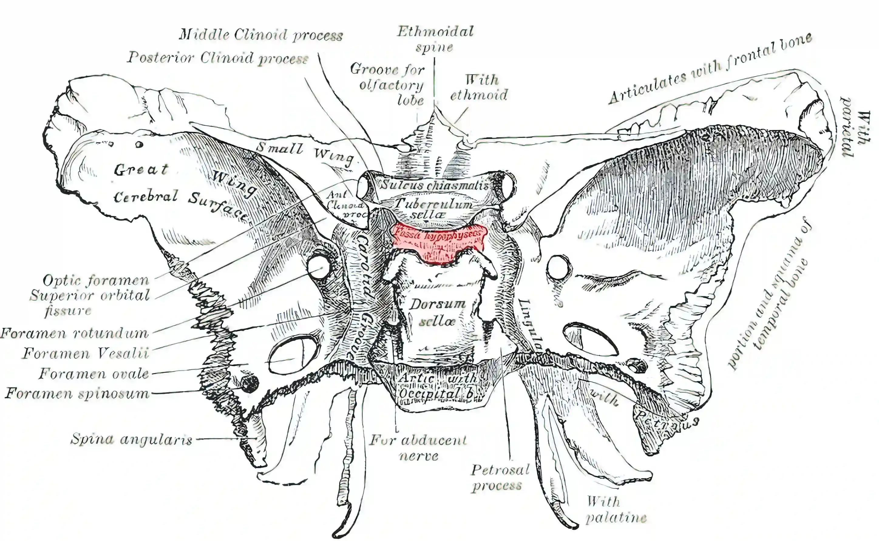 Schematische Abbildung der Fossa hypophysialis