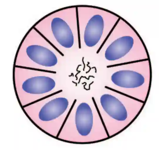 Homer Wright Rosette