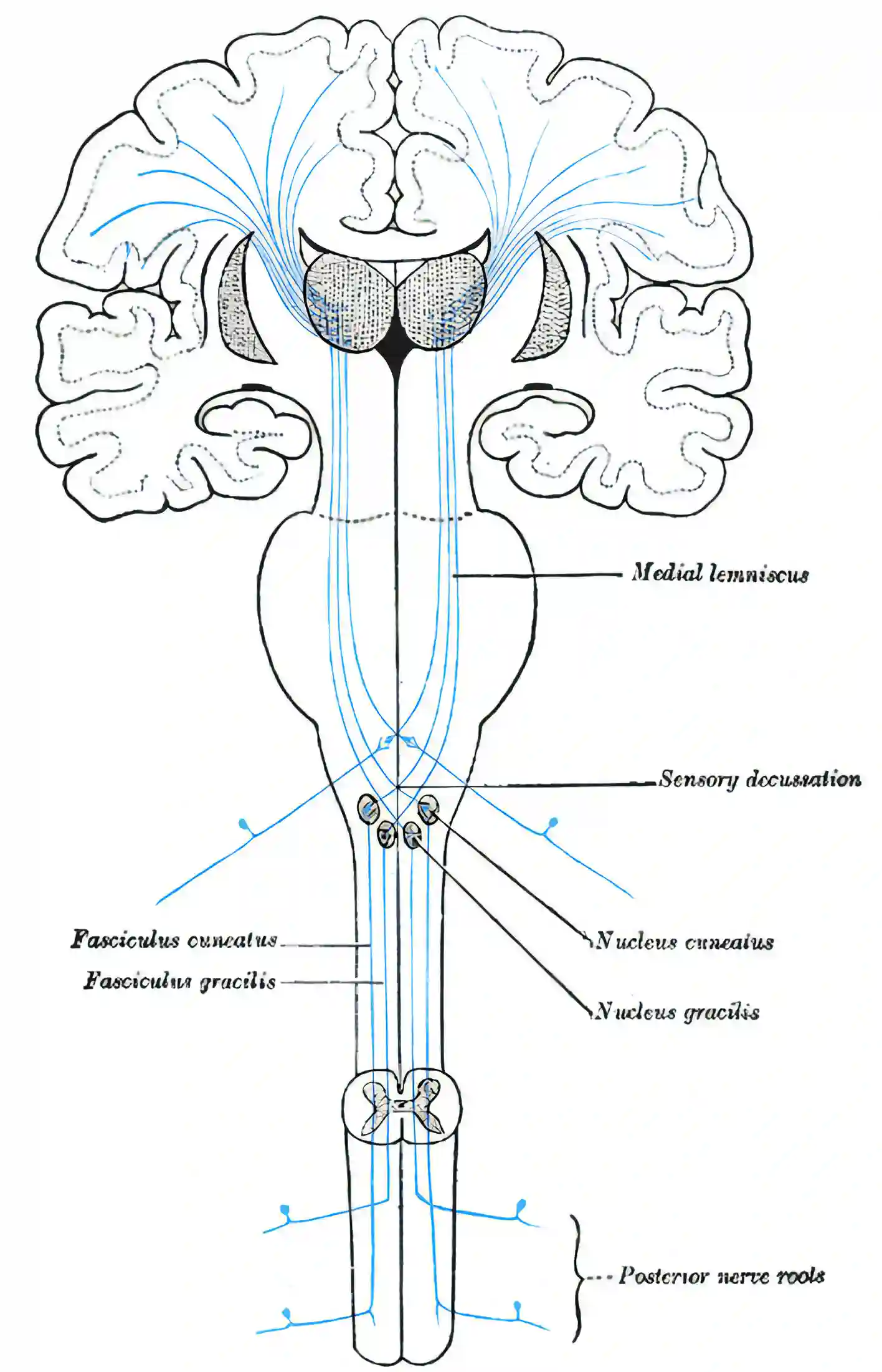 Lemniskales System
