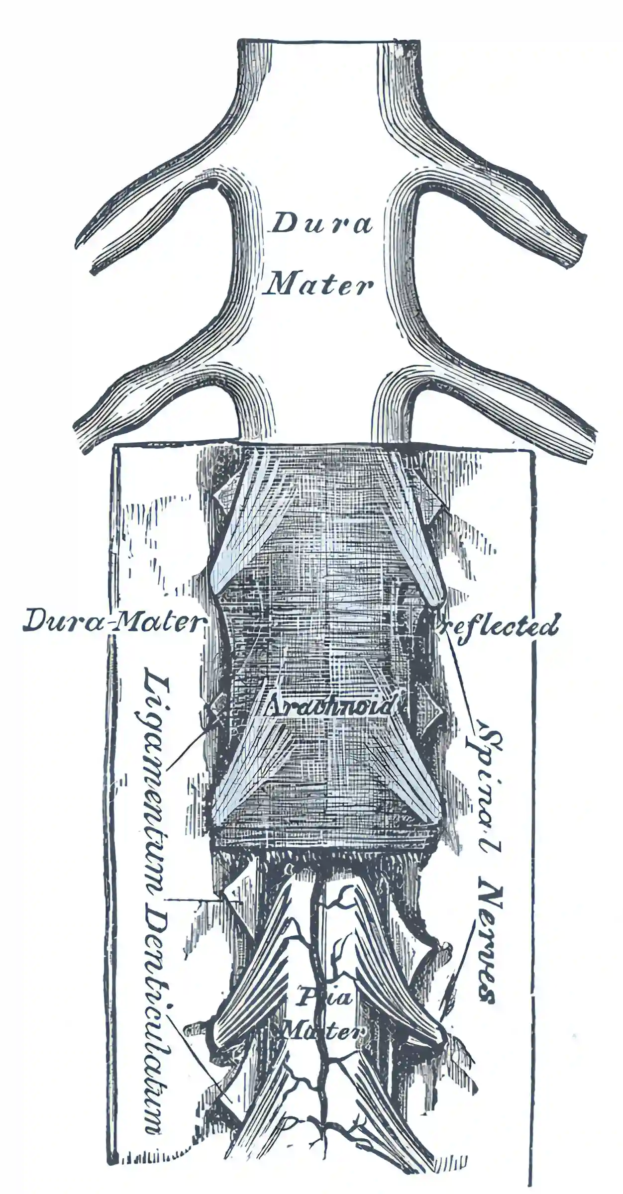 Ligamentum denticulatum