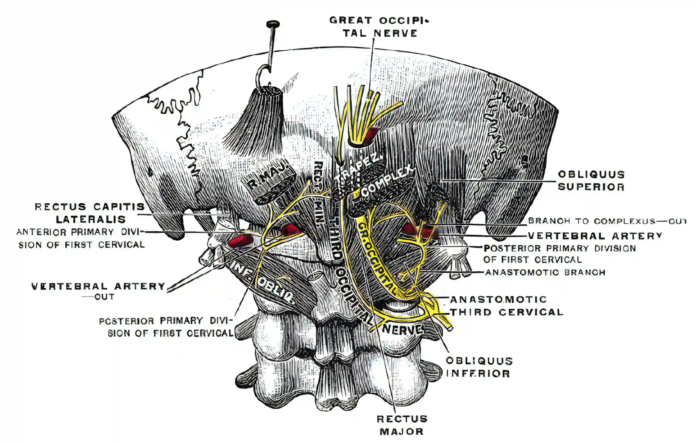 Nervus occipitalis major