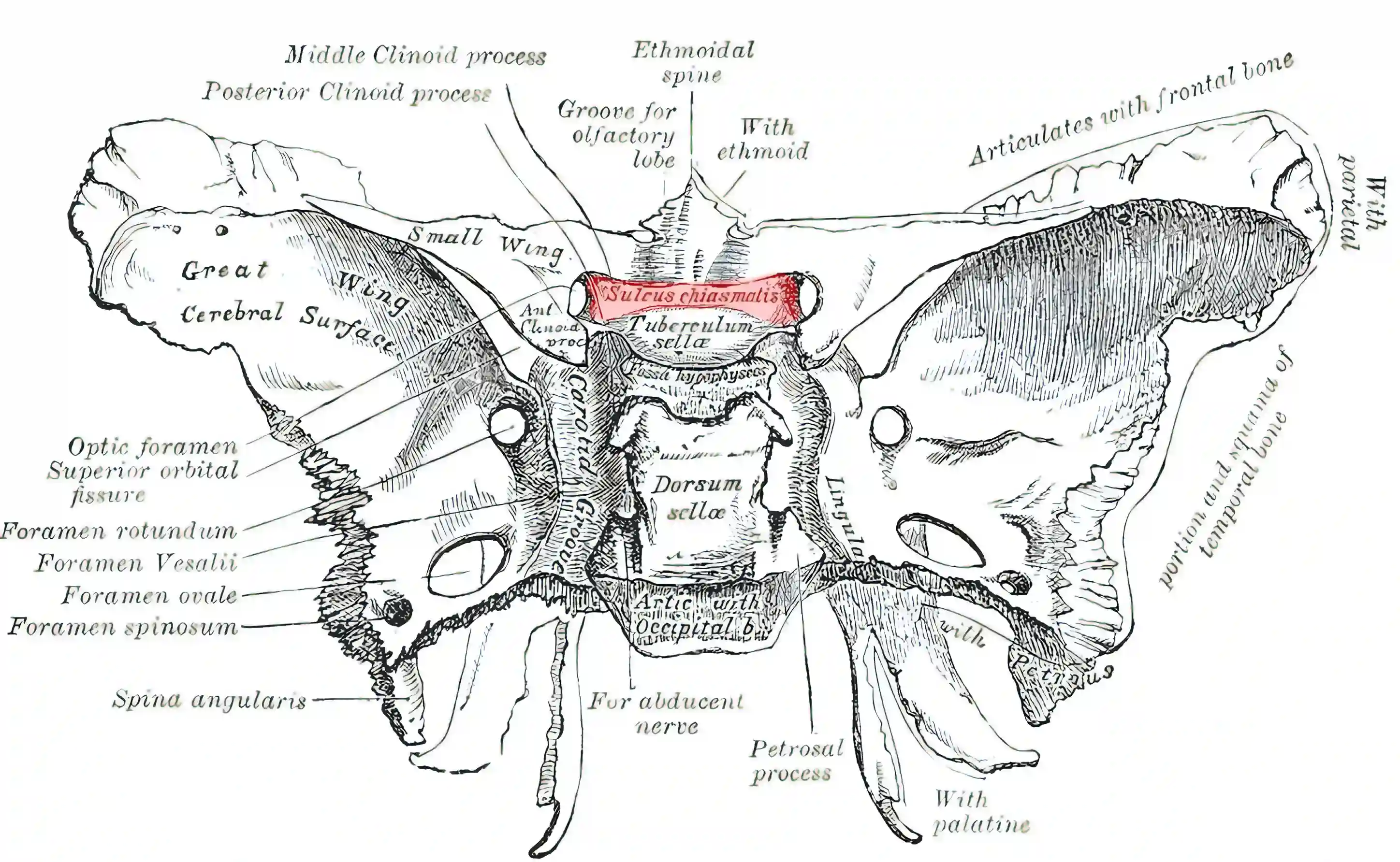 Sulcus chiasmatis