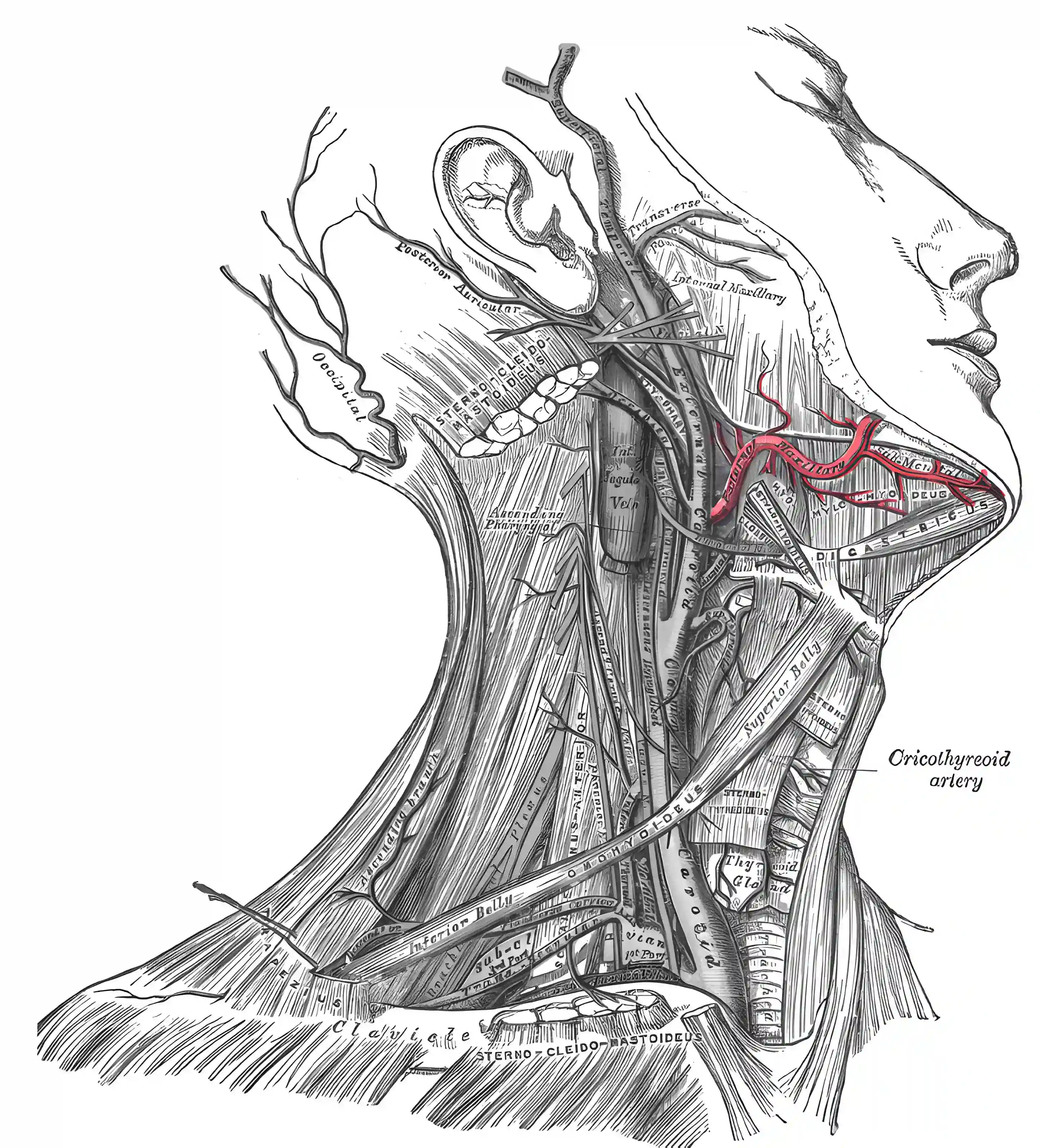 Arteria facialis