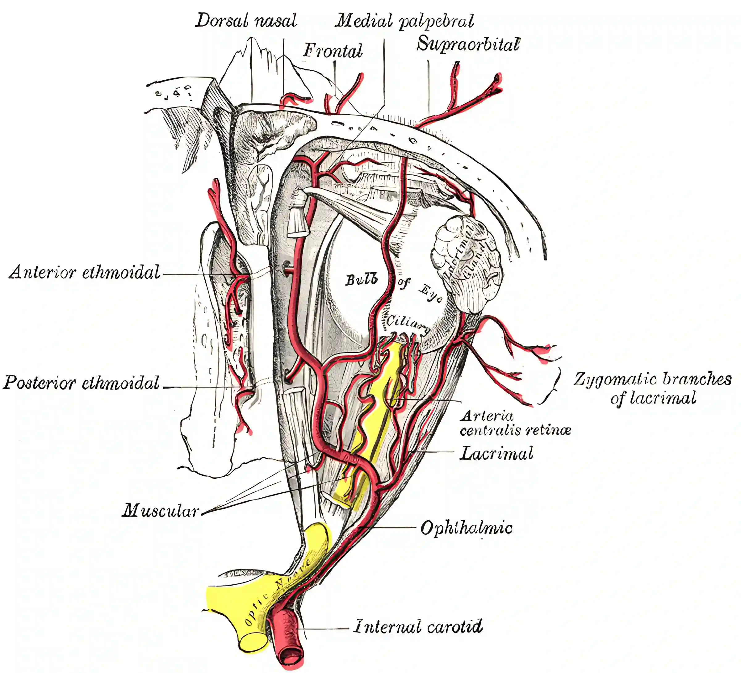 Orbitale Arterien Grays Anatomy