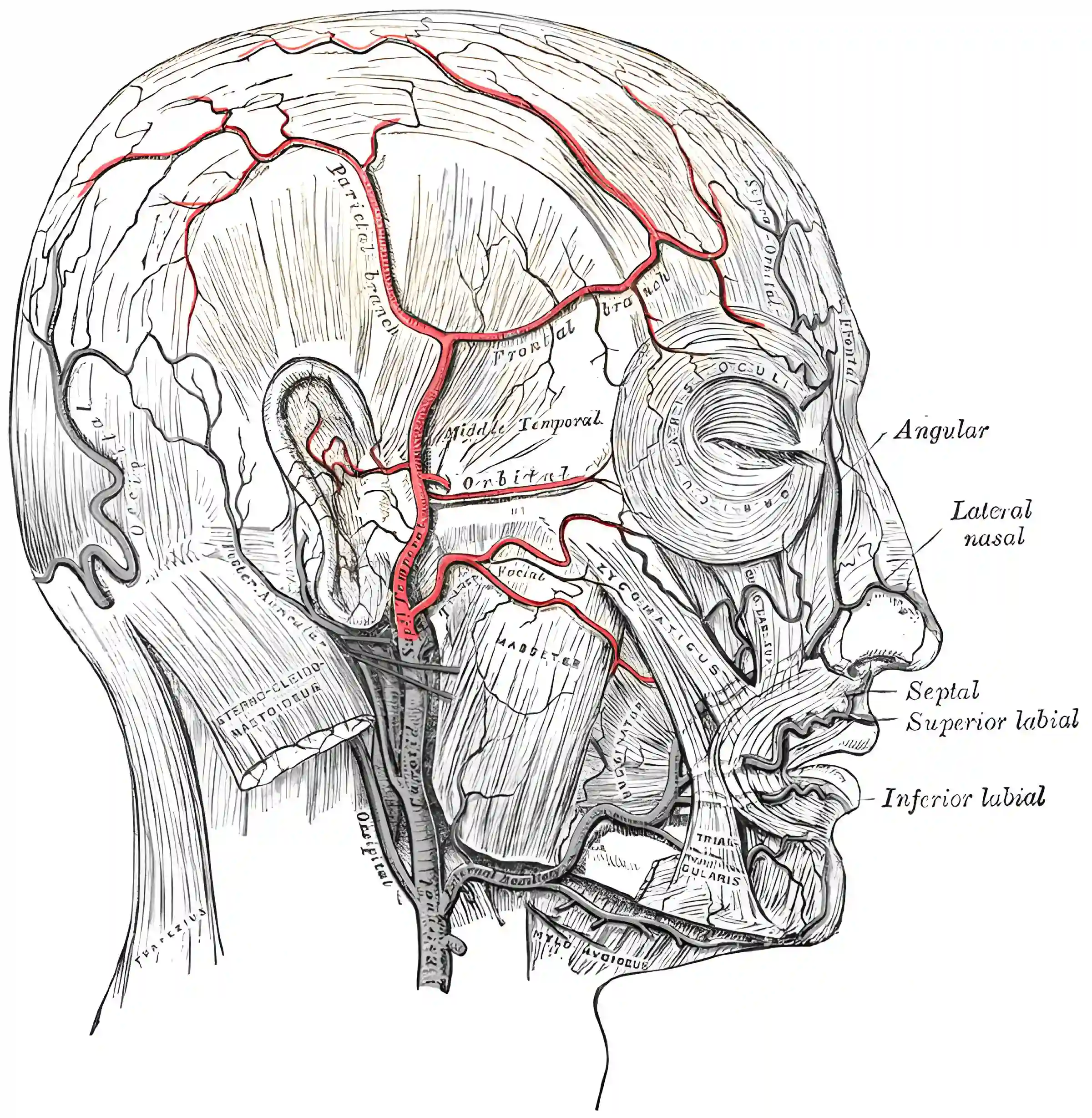 Arteria temporalis superficialis
