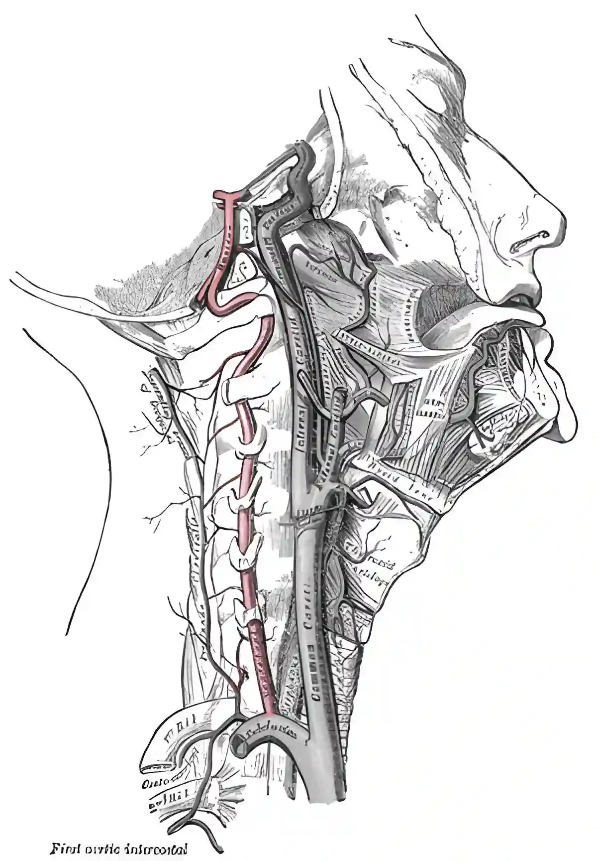 Arteria vertebralis