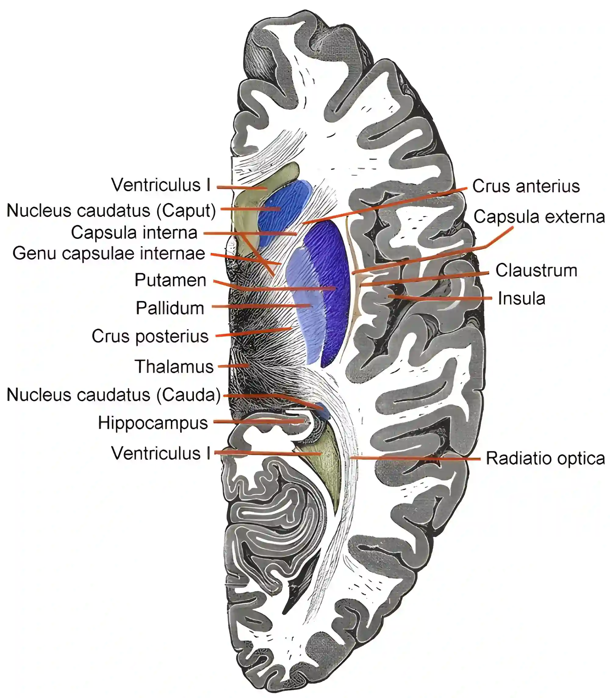 Schematische Abbildung der Capsula interna