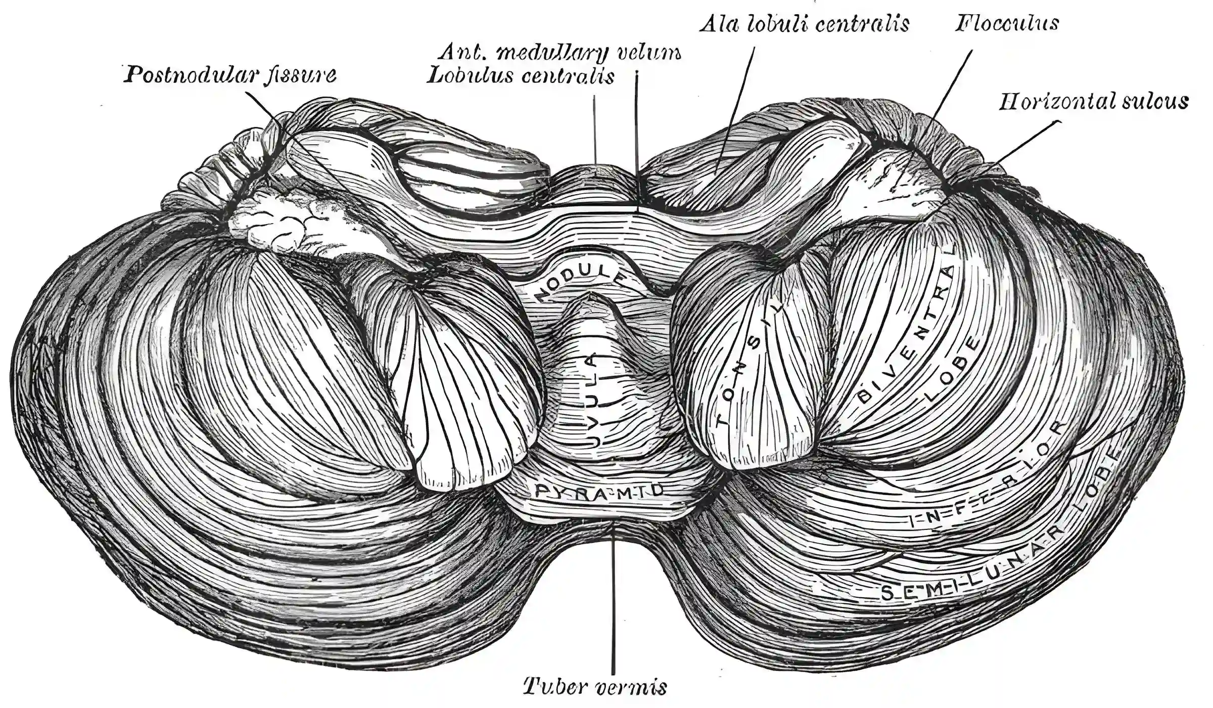 Cerebellum Grays Anatomy Figure 703