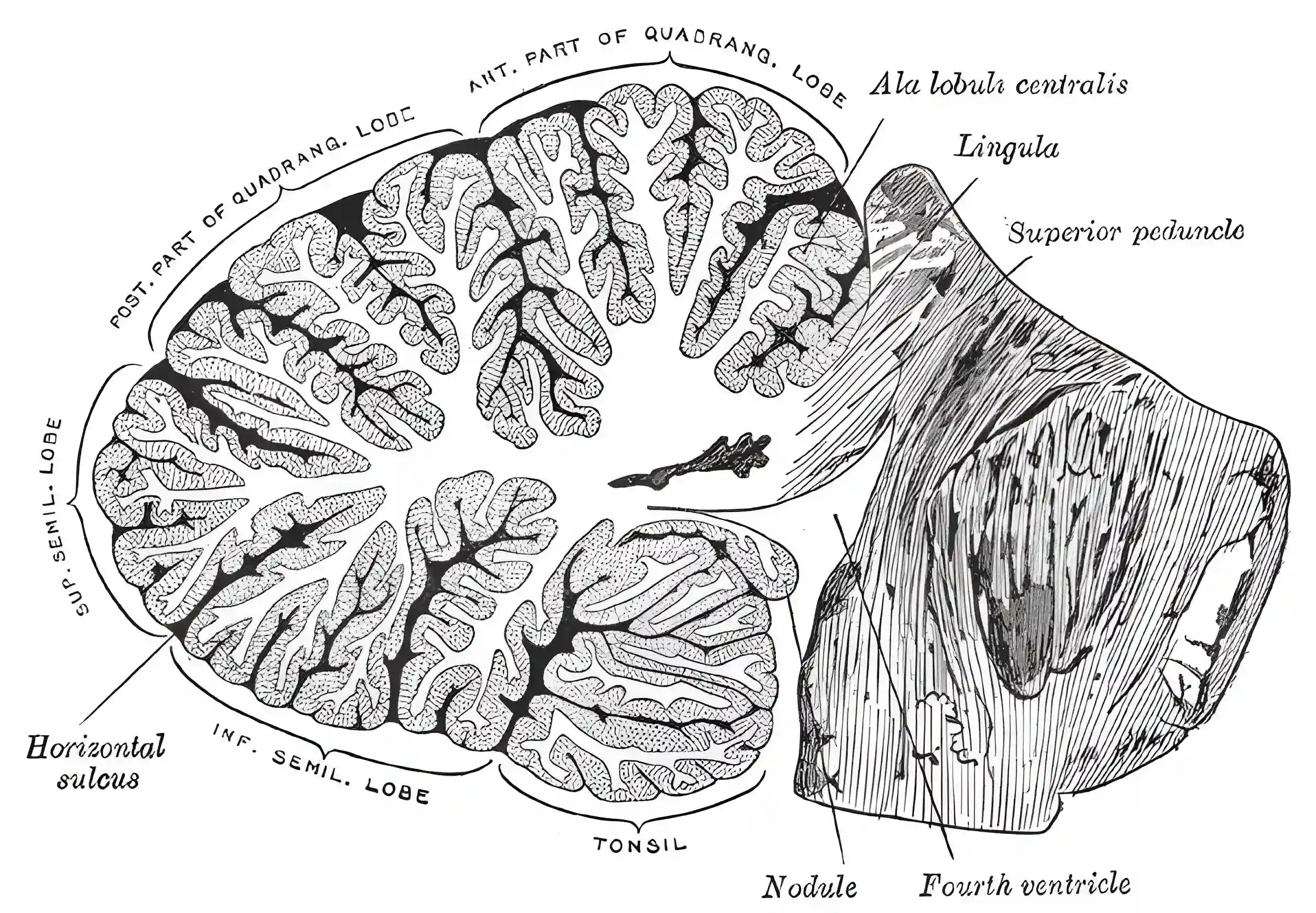 Cerebellum Grays Anatomy Figure 704