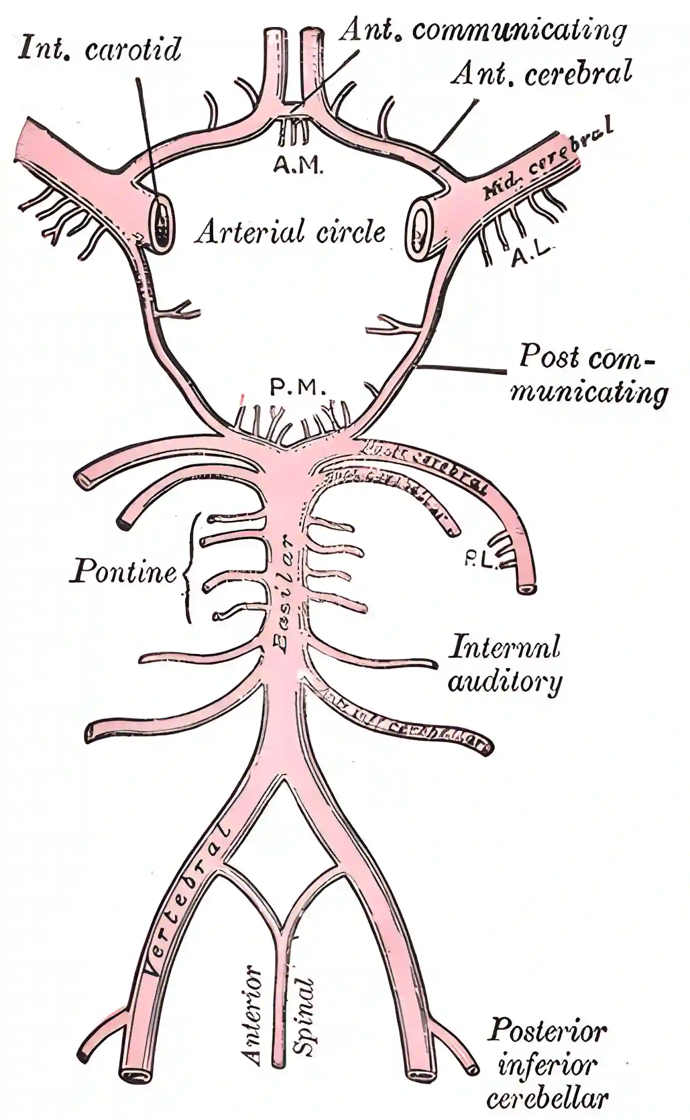 Circulus arteriosus willisi